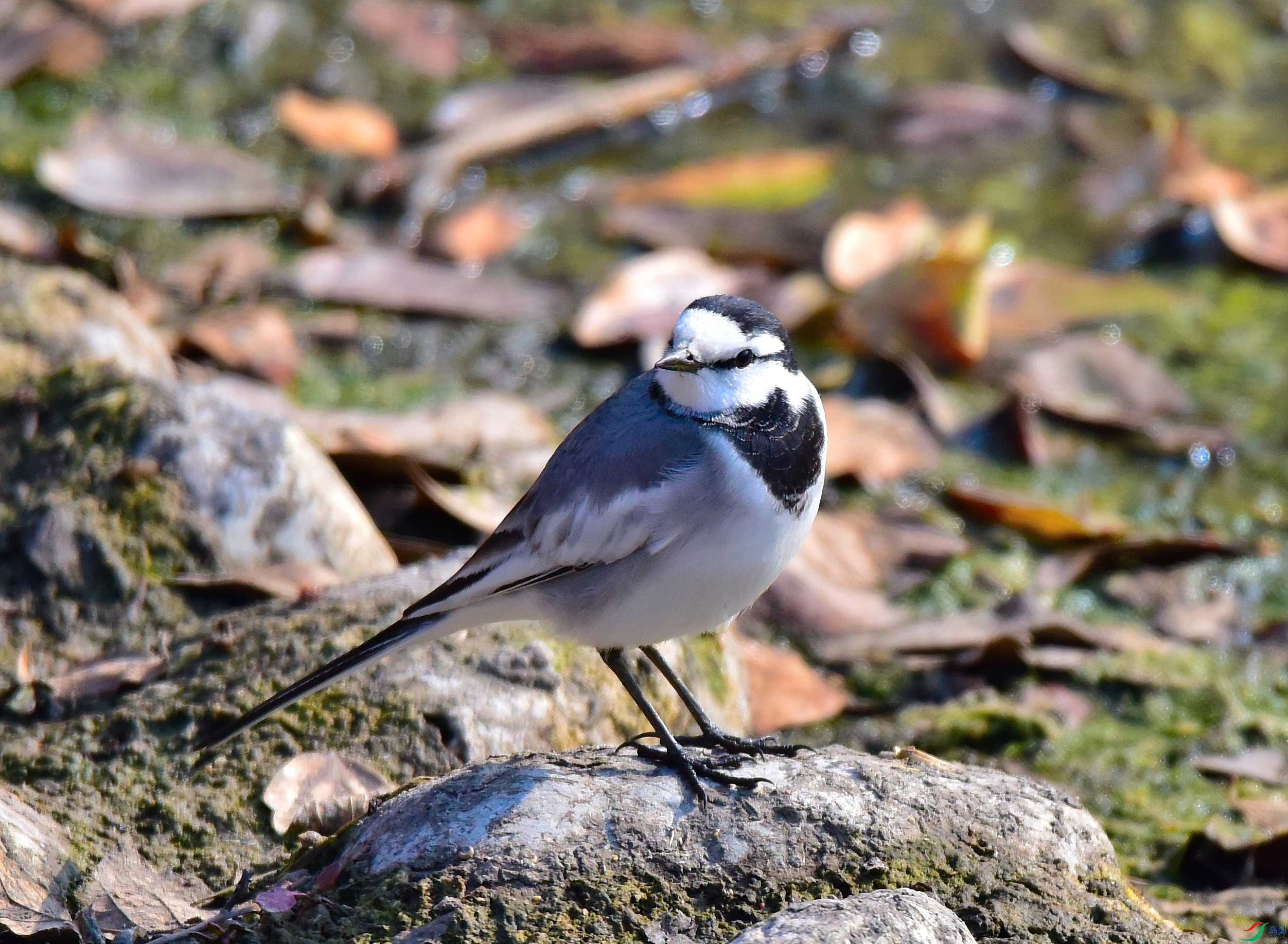 DSC_8105-17-12-6.JPG