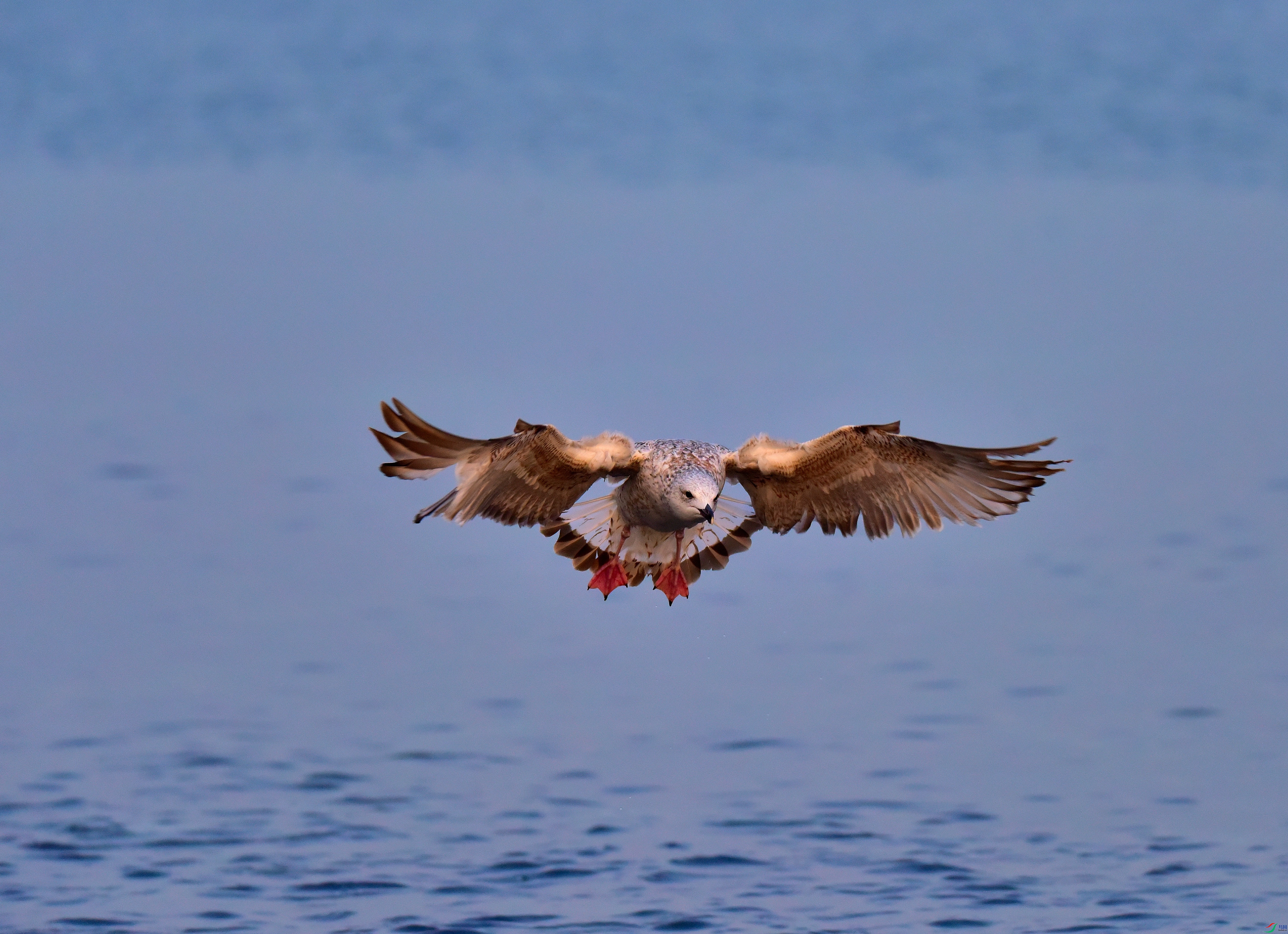 DSC_6455-2019-1-14.JPG