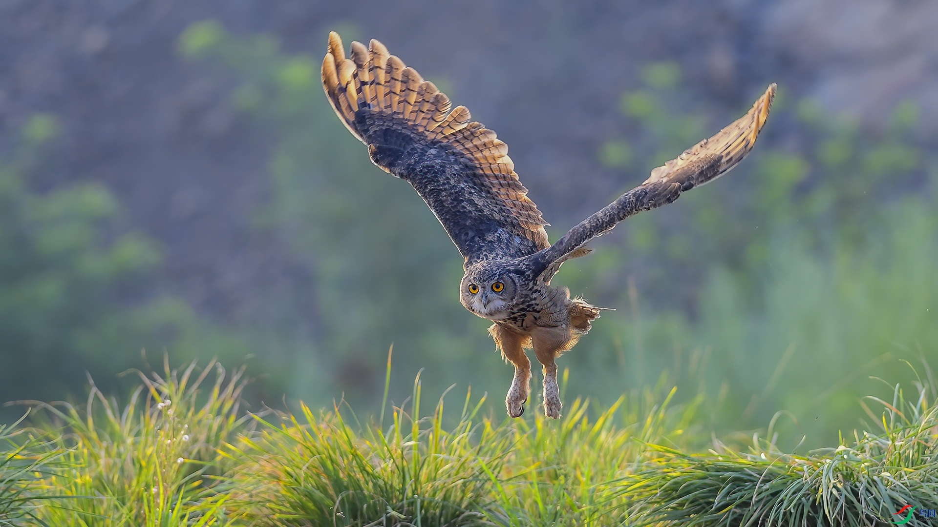 DSC_894m5.jpg