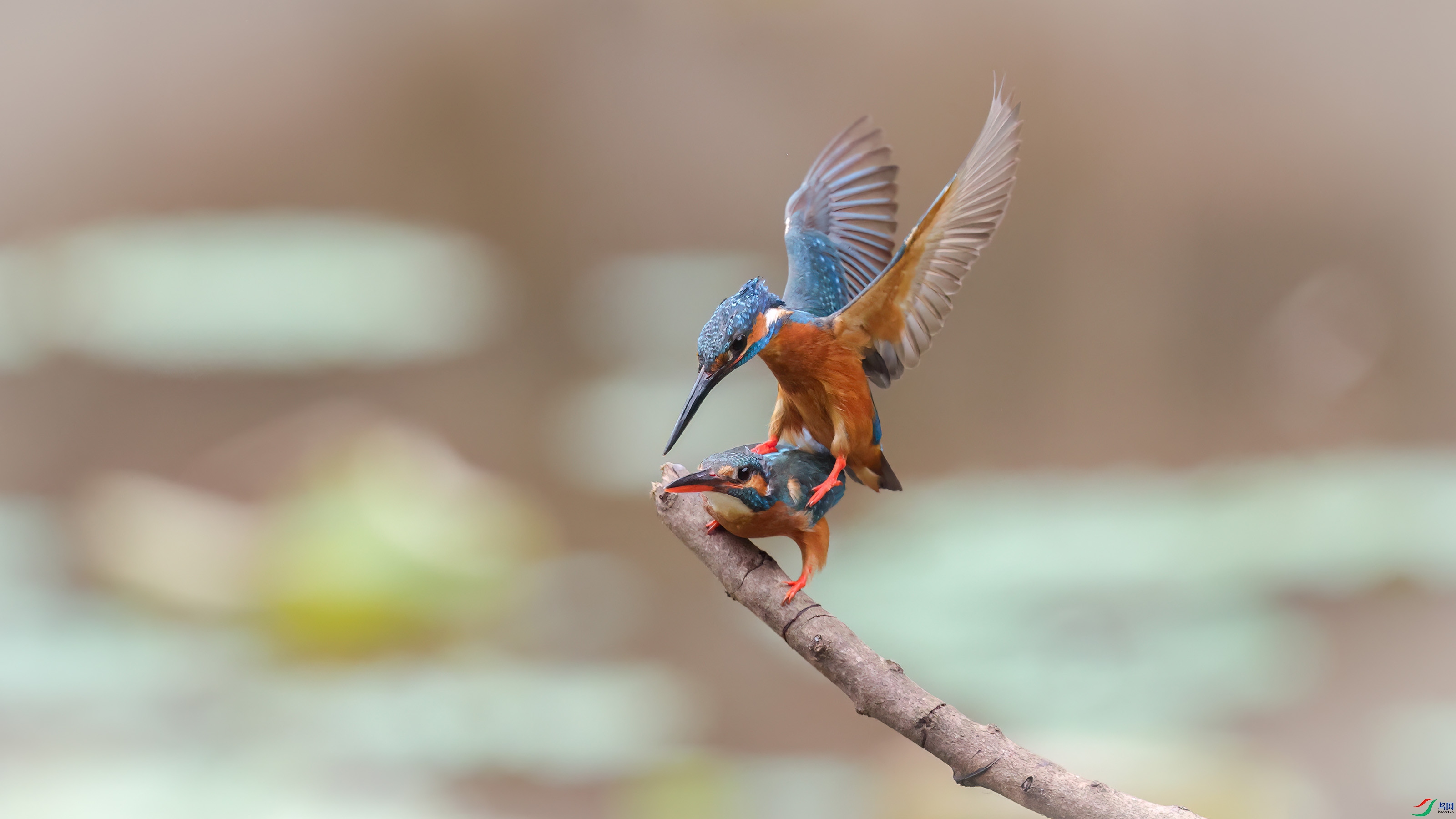 _E8A6065 ���� 2.jpg