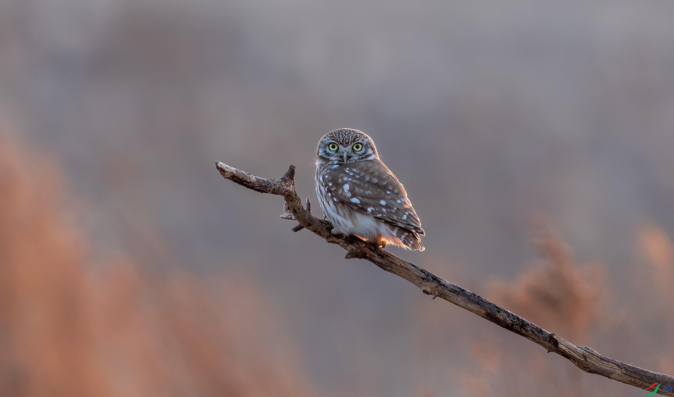 ���Ƹ�С�^