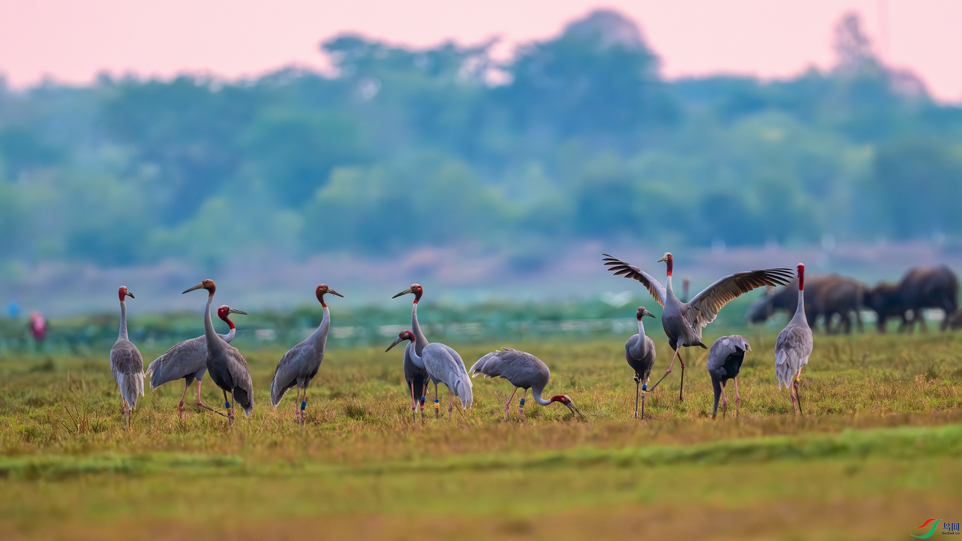 DSC_2614-����ǿ-NR ����02.jpg