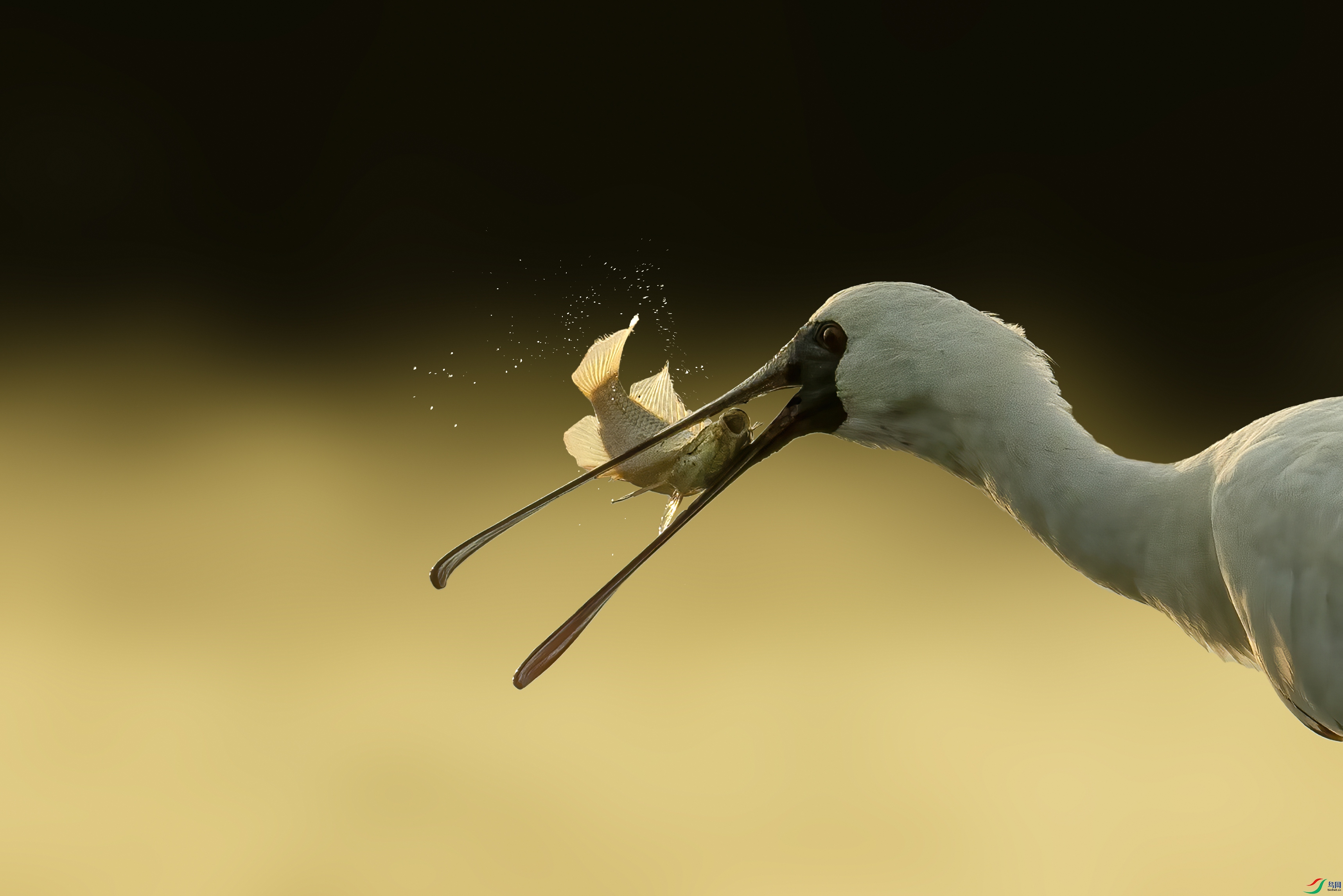 DSC00039 ����.jpg