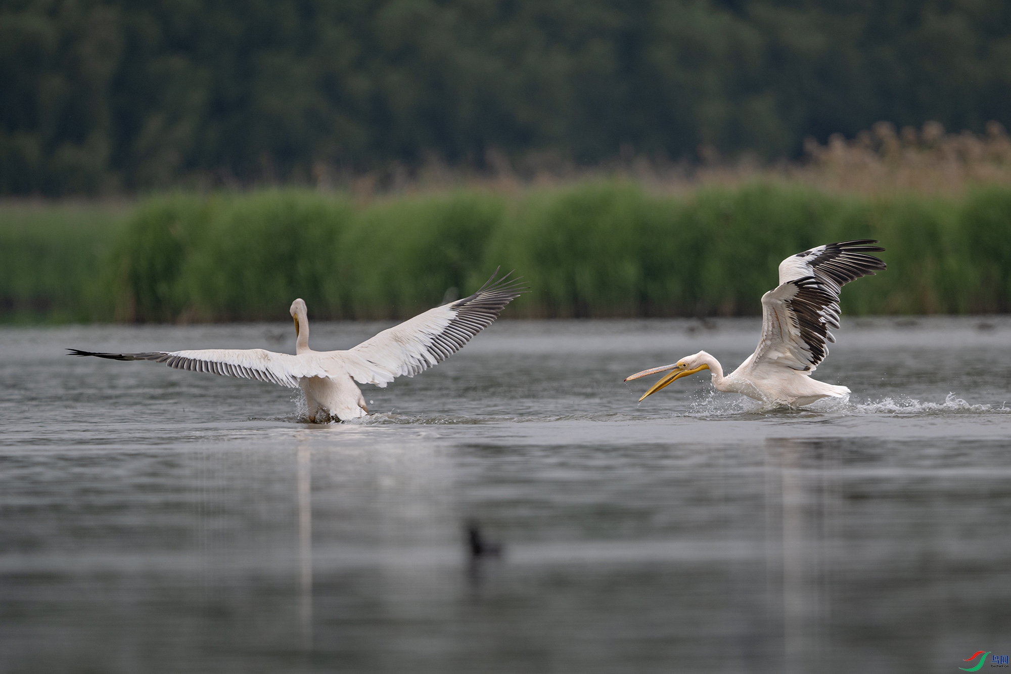 DSC_8686.jpg