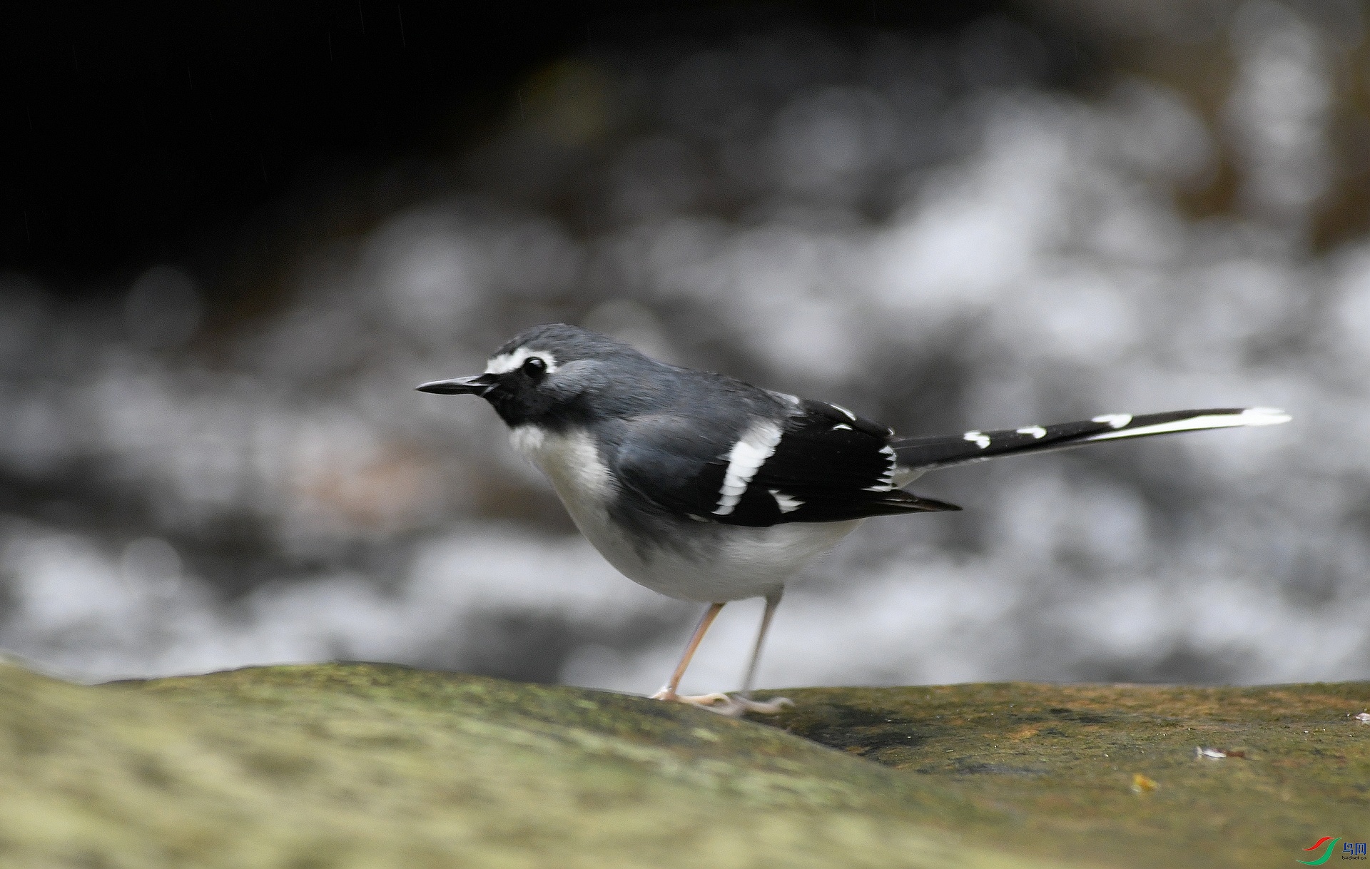 DSC_3230.jpg