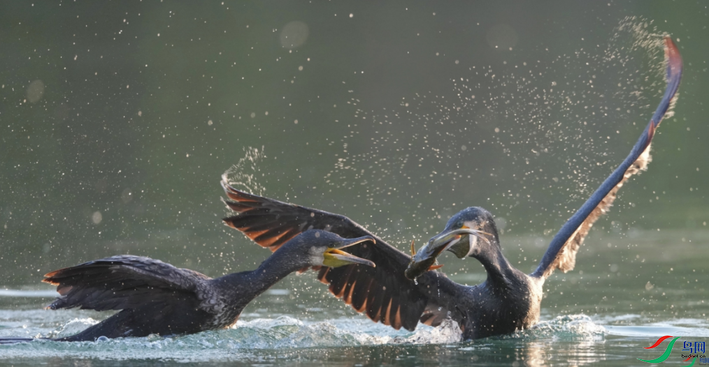 �������ѡ����죨�ٻ���Ӱʦ������İ�ϻ���1115     1.png