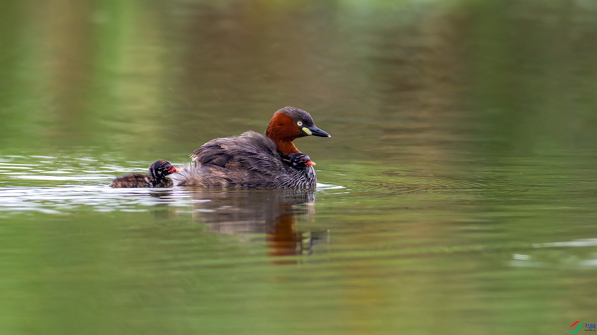 DSC_8793-����ǿ-NR.jpg
