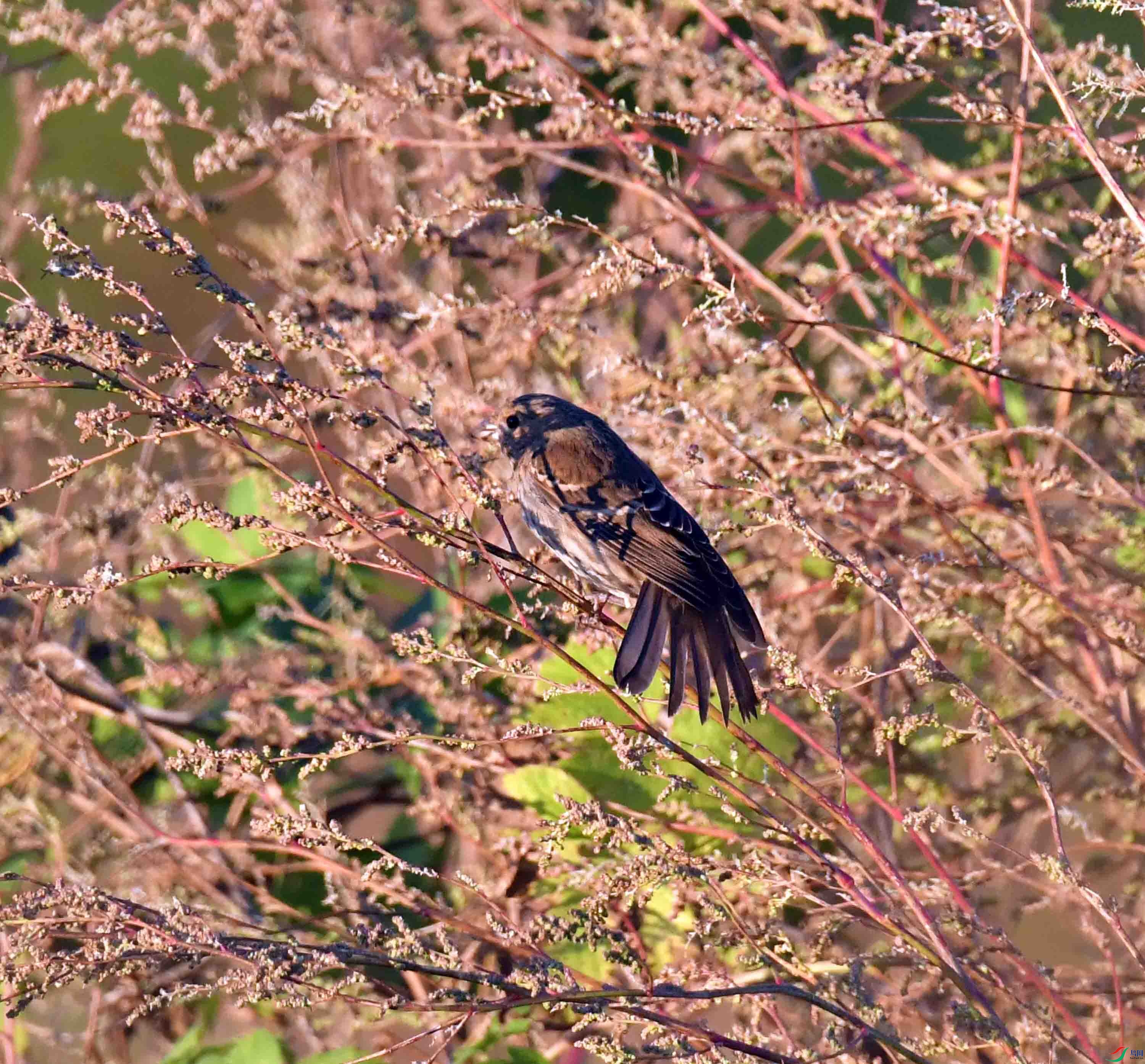 DSC_4800.JPG