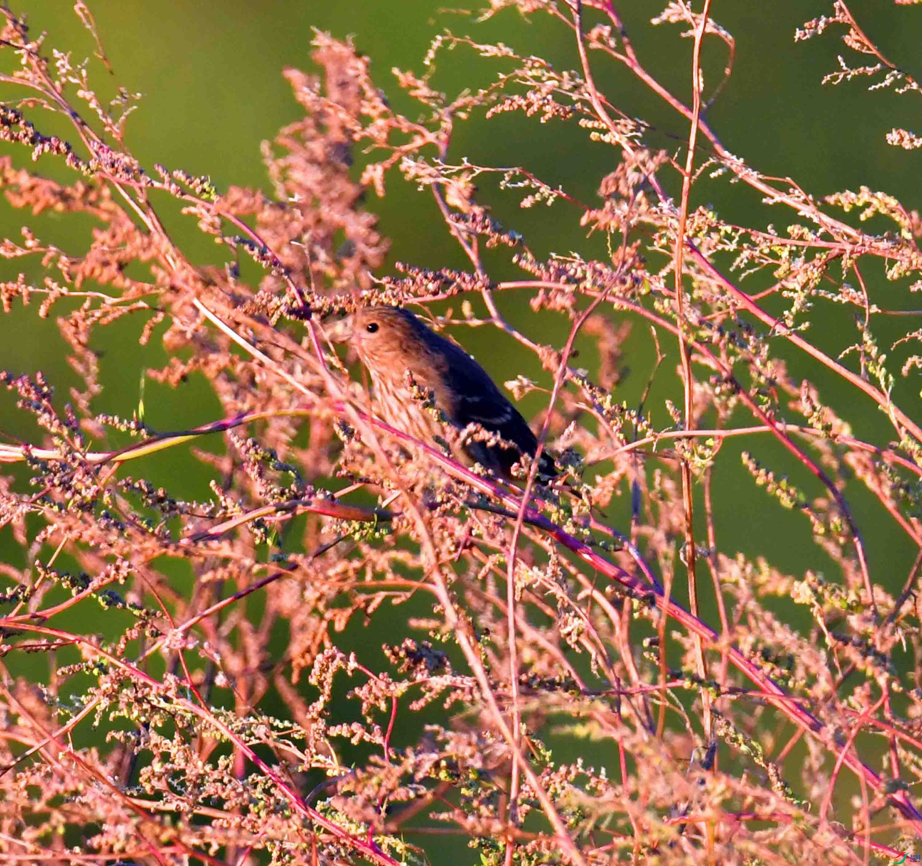 DSC_4816.JPG