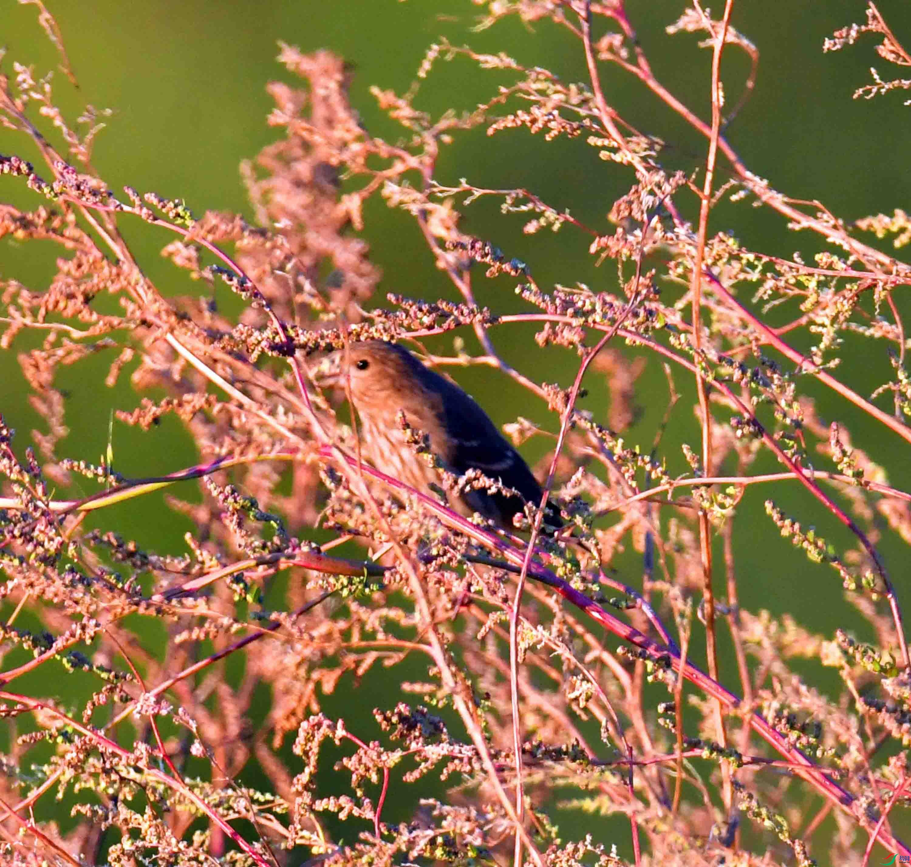 DSC_4817.JPG