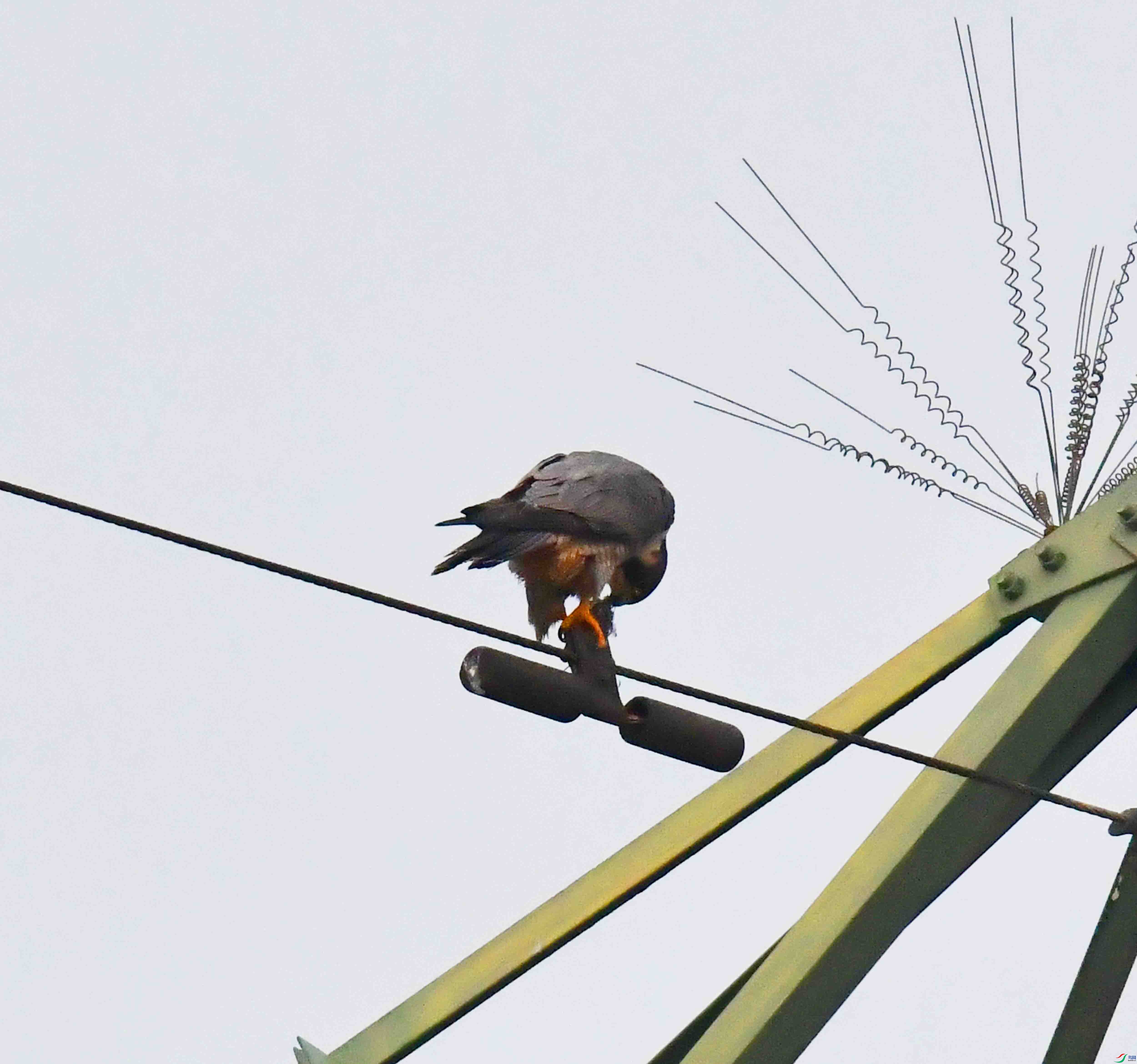 DSC_3184.JPG