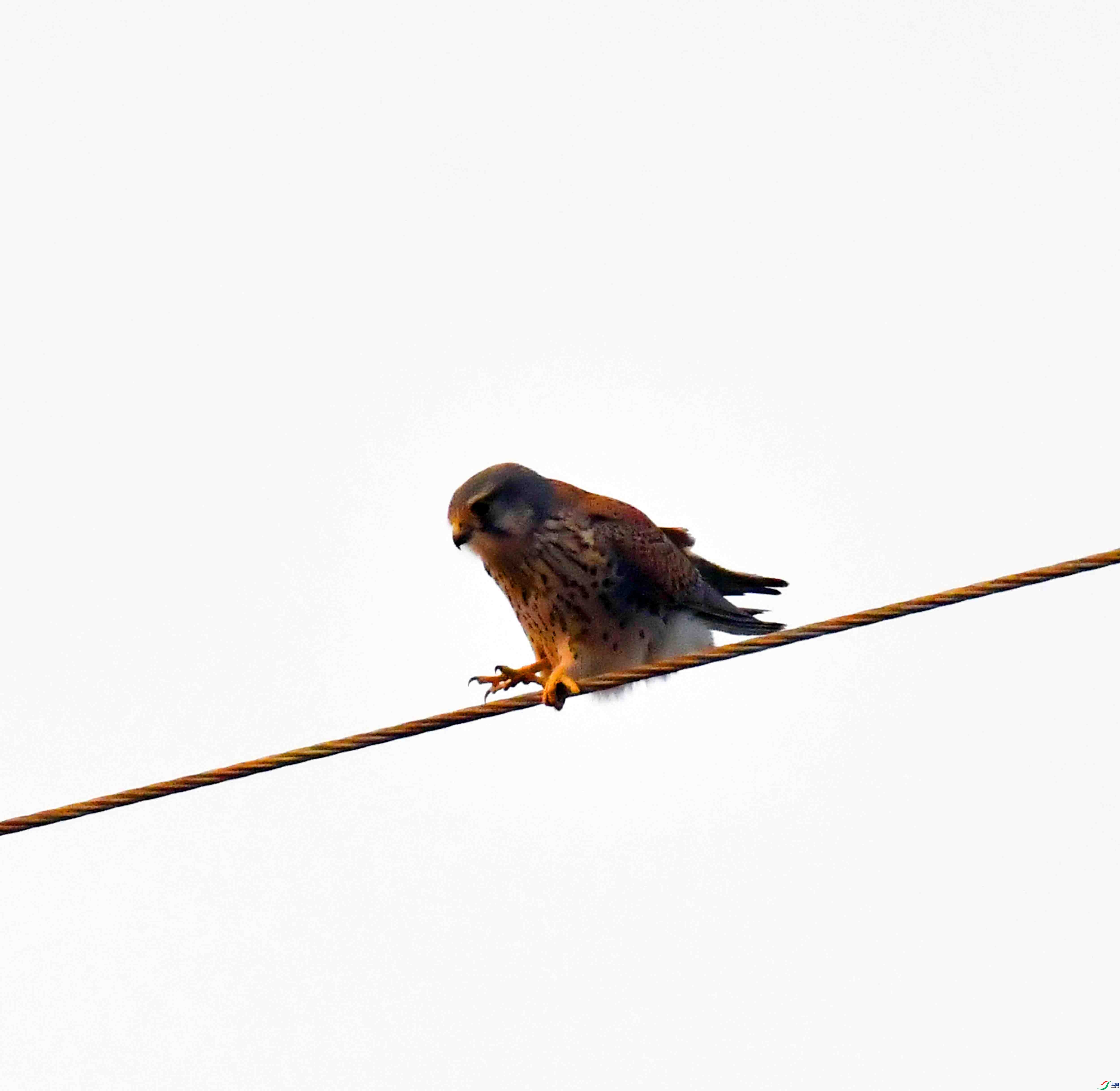 DSC_4499.JPG