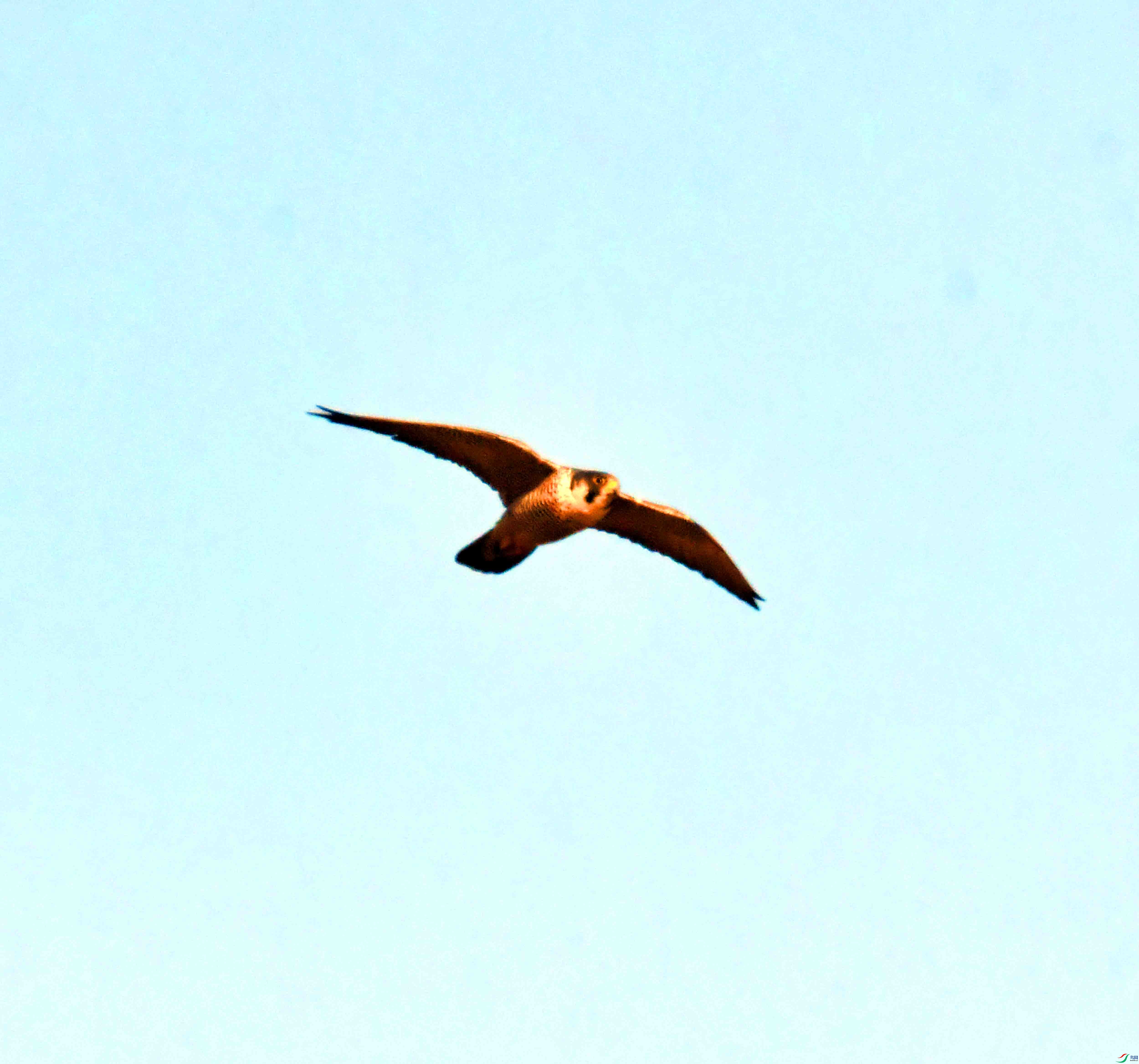 DSC_5438.JPG