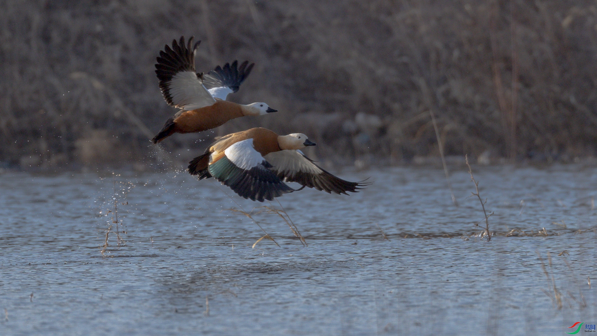 ����ˮůѼ��֪3