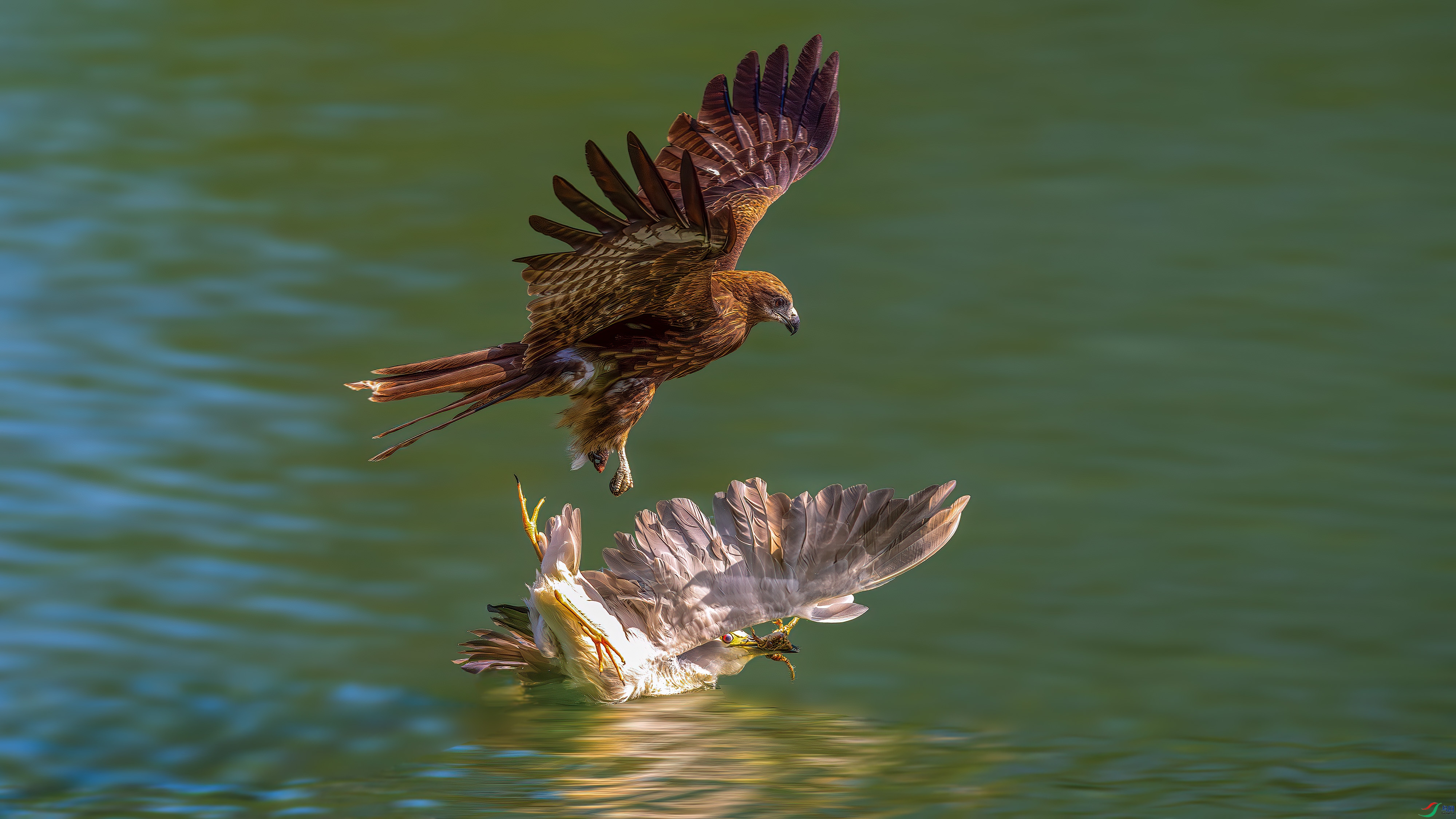aaaaDSC_6608-����ǿ-NR.jpg