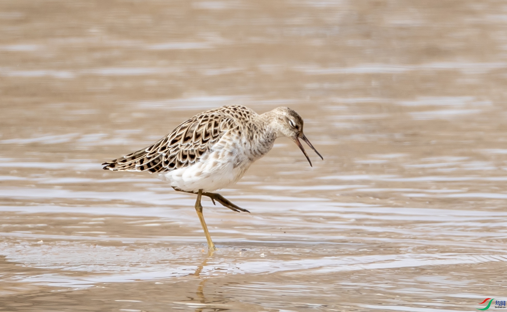 ������528 ����.jpg