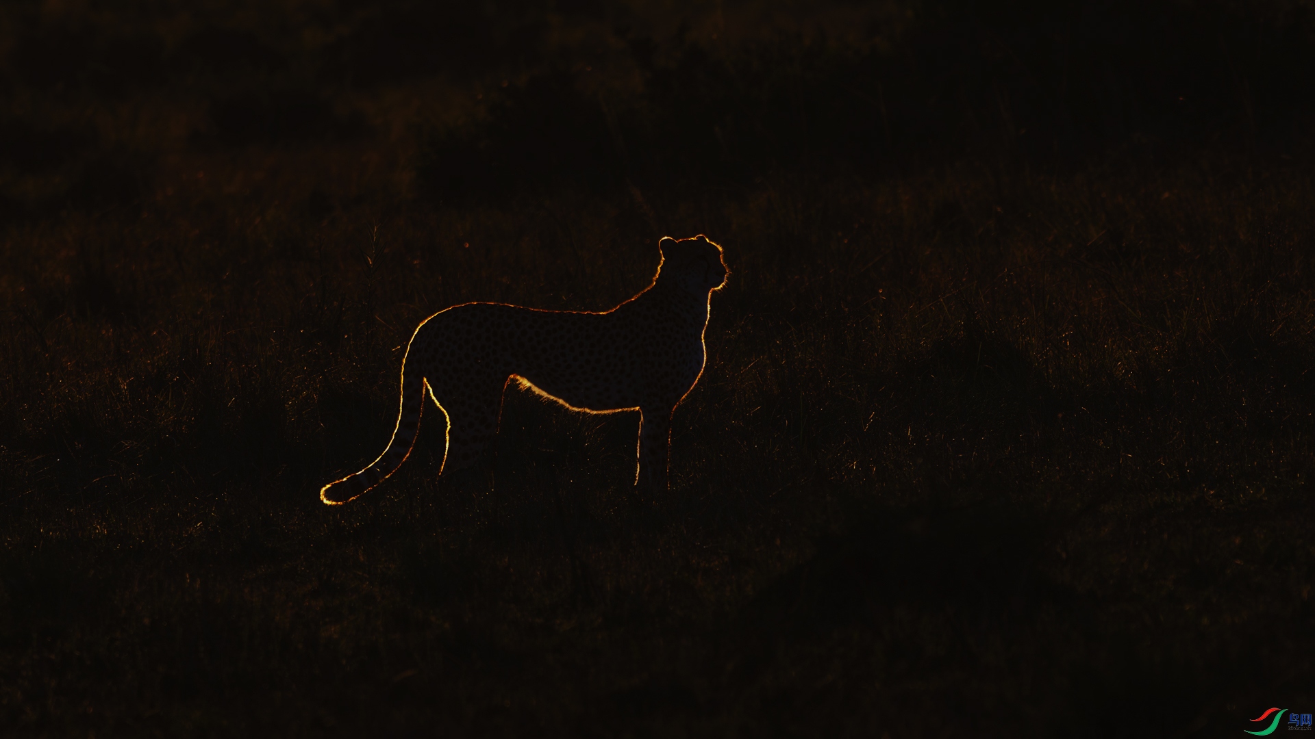 A cheetah in the morning light.jpg