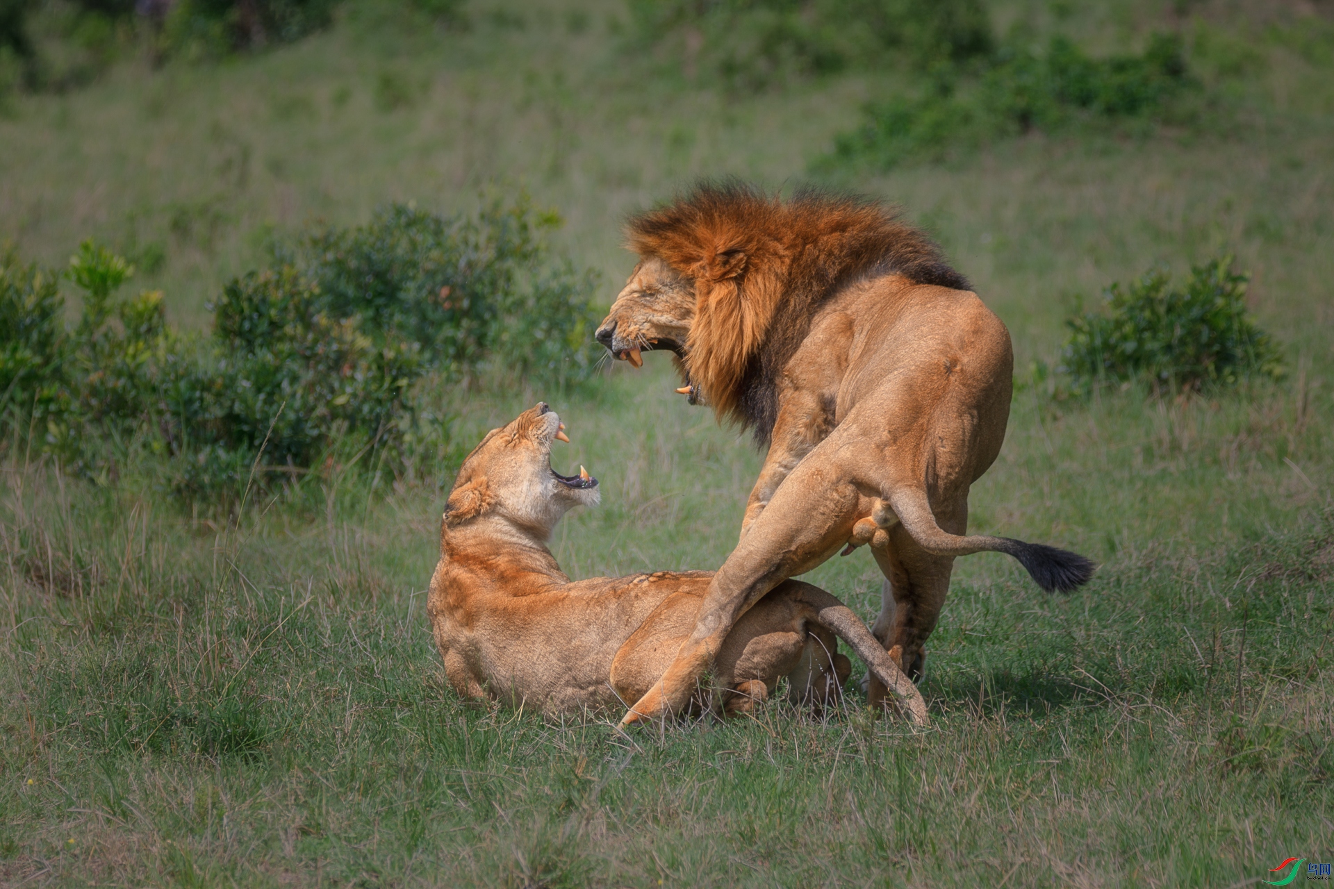 Lions after mating.jpg