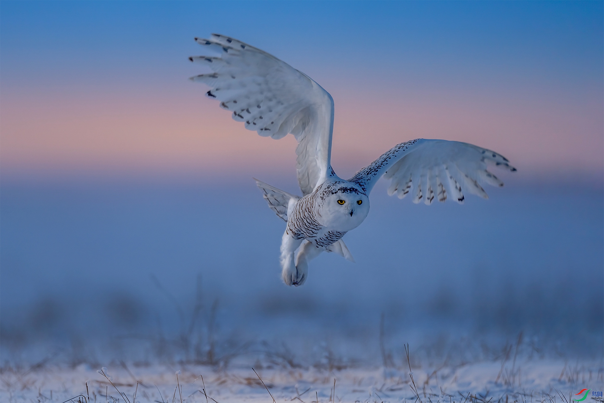 Beautiful snowy owl.jpg
