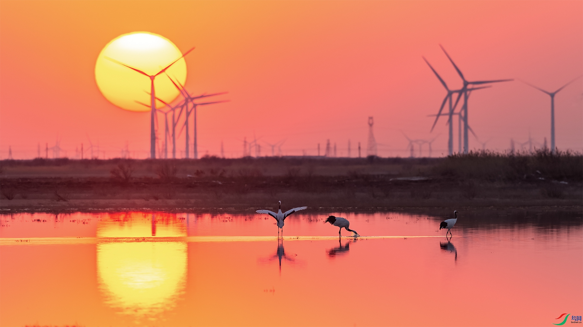 Cranes love the Yellow River mouth.jpg