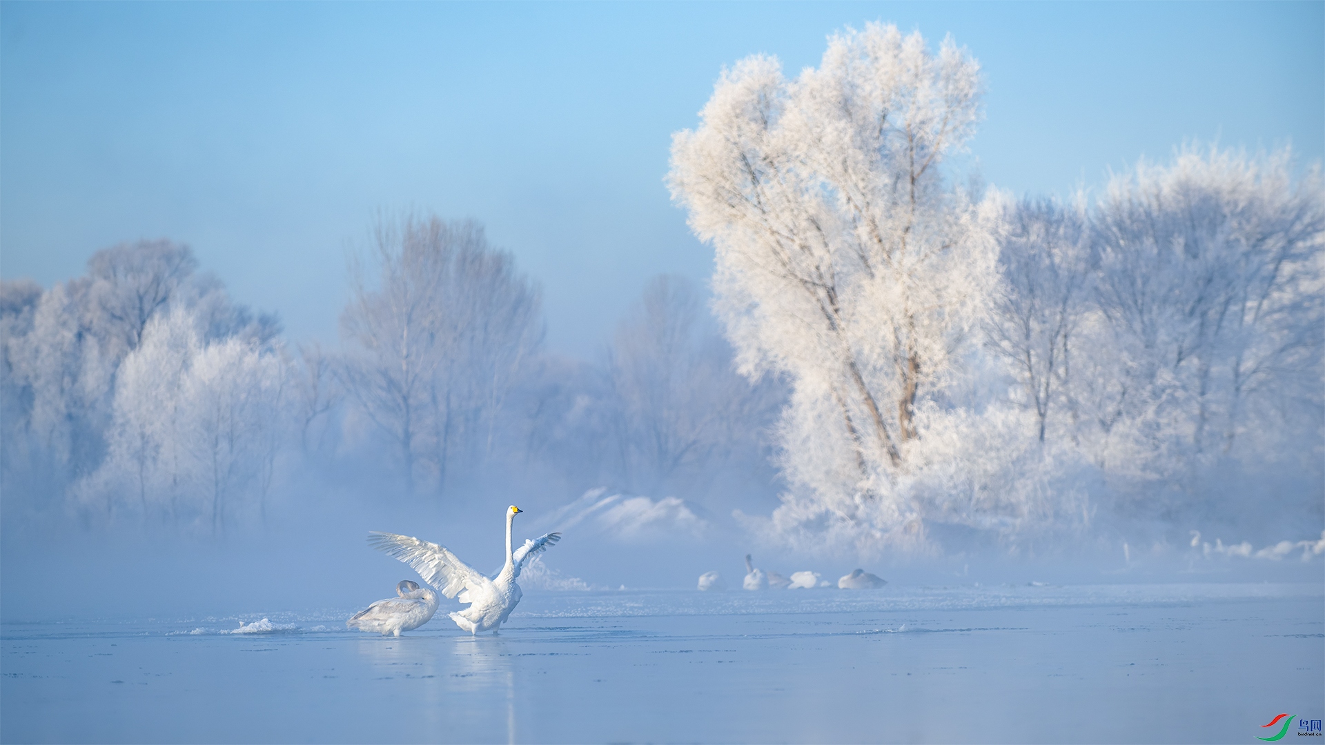 Angel of Snow.jpg