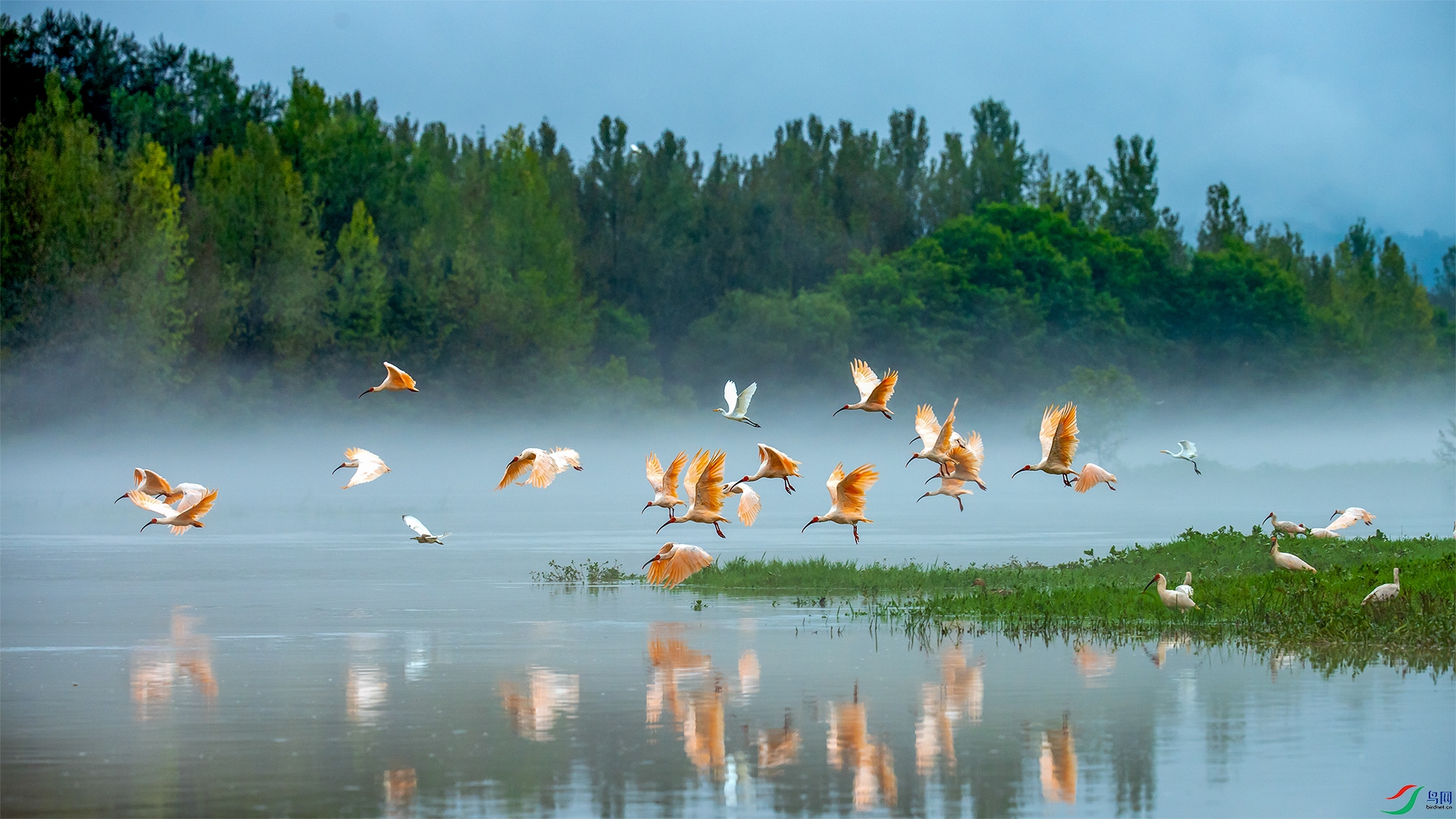 Dancing ibis.jpg