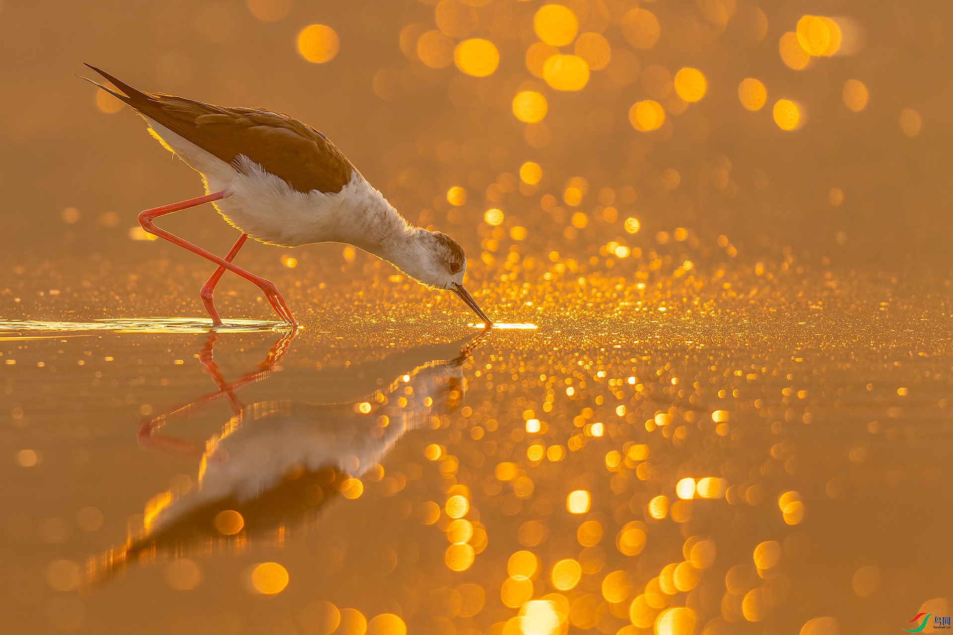 Golden feast.jpg