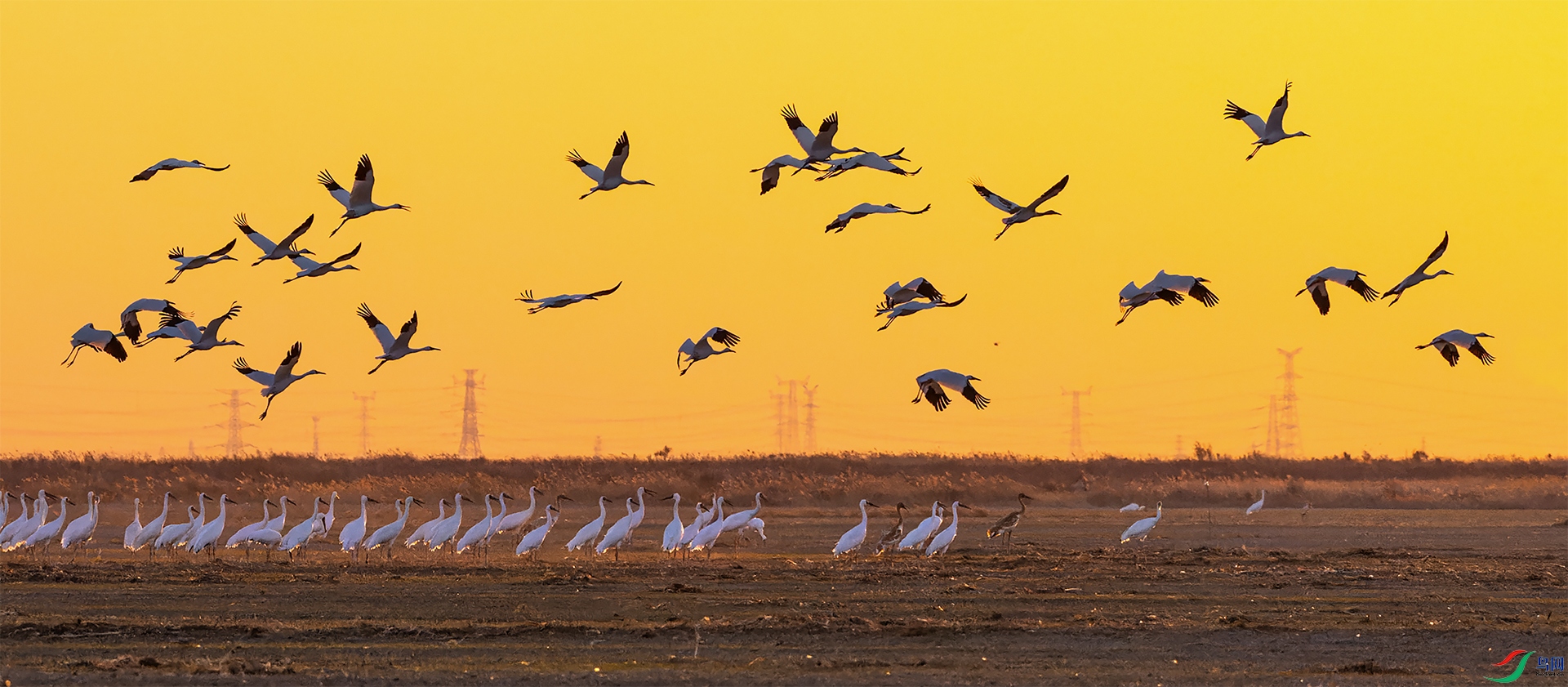 The day in the field is good, and the white crane is back.jpg