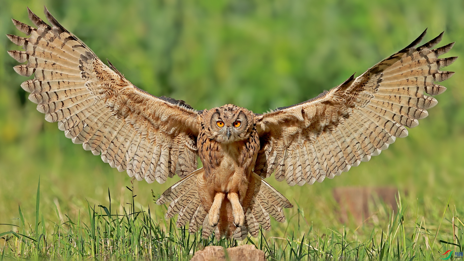 Eagle owl bright wings.jpg