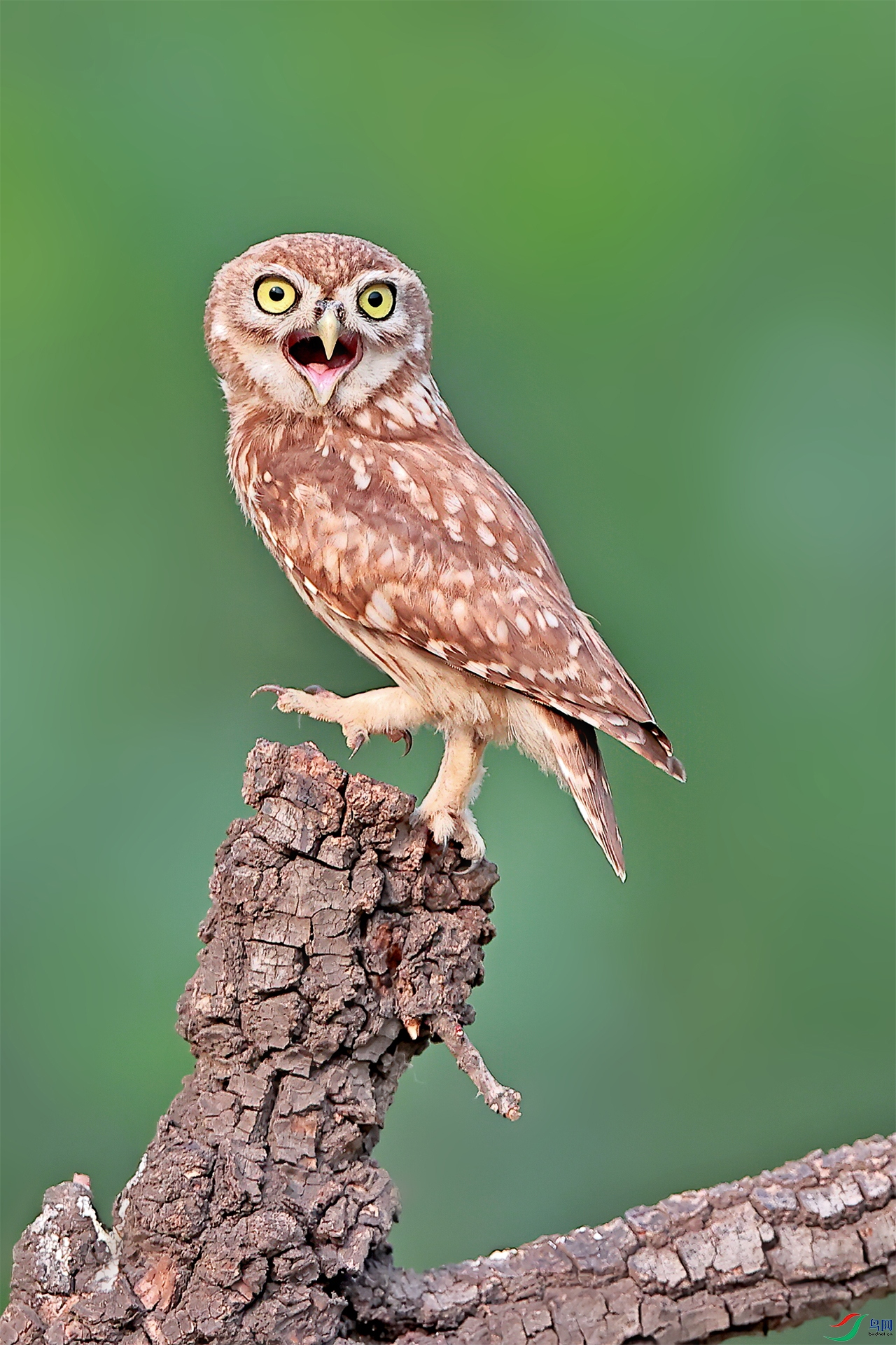 Long bellied owl.jpg