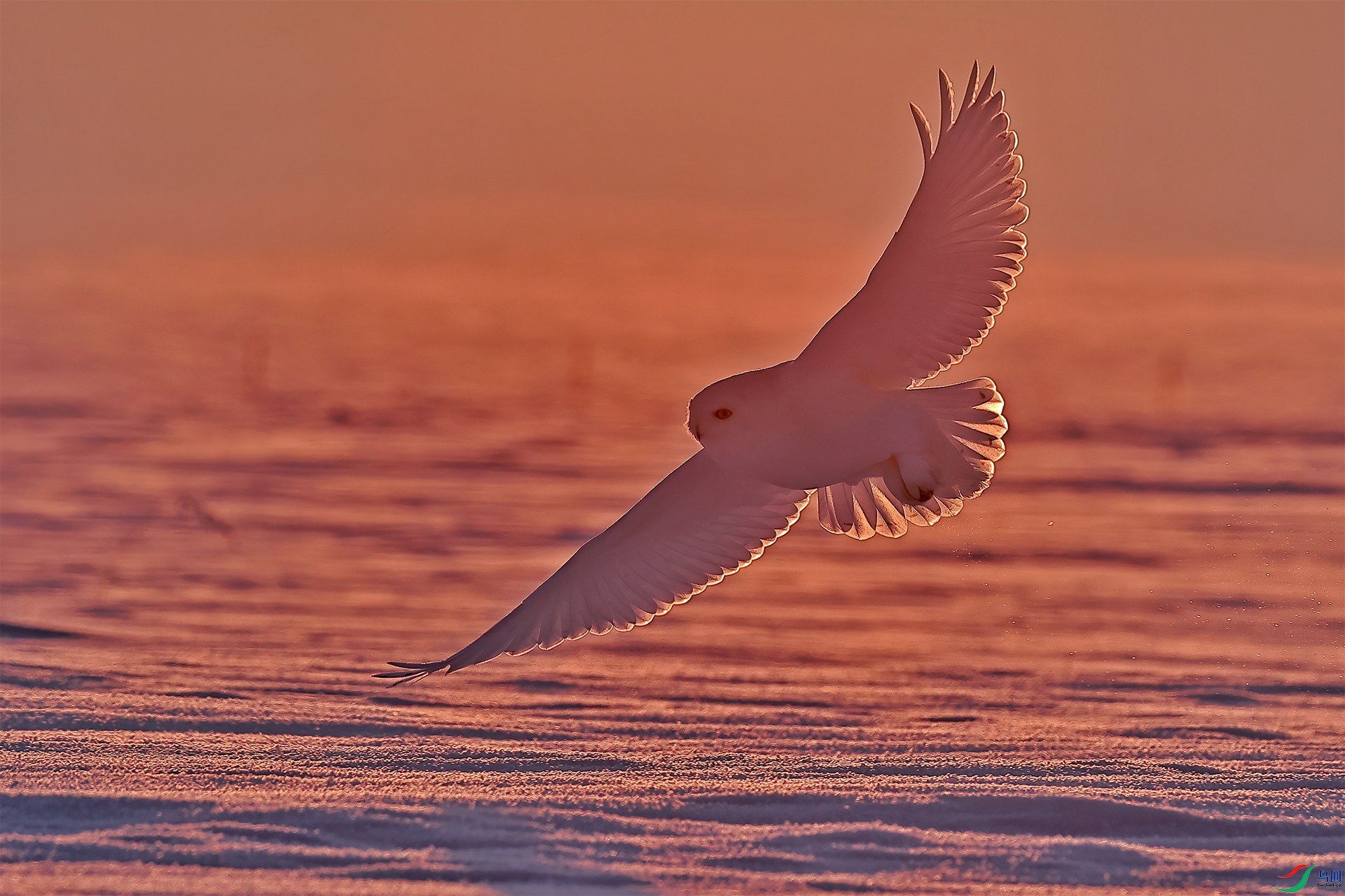 Snowy owl.jpg