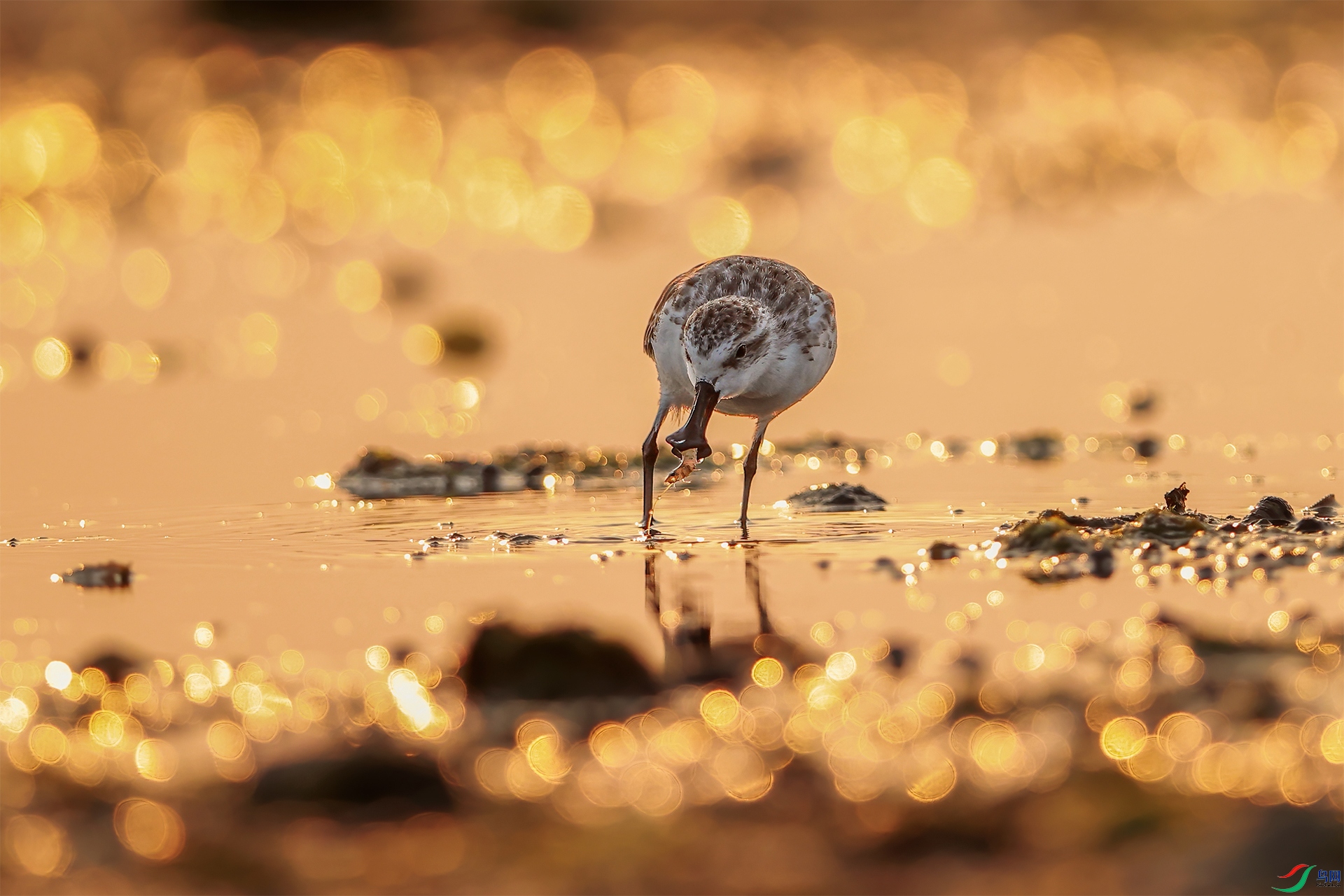 Spoon-billed snipe at sunset.jpg