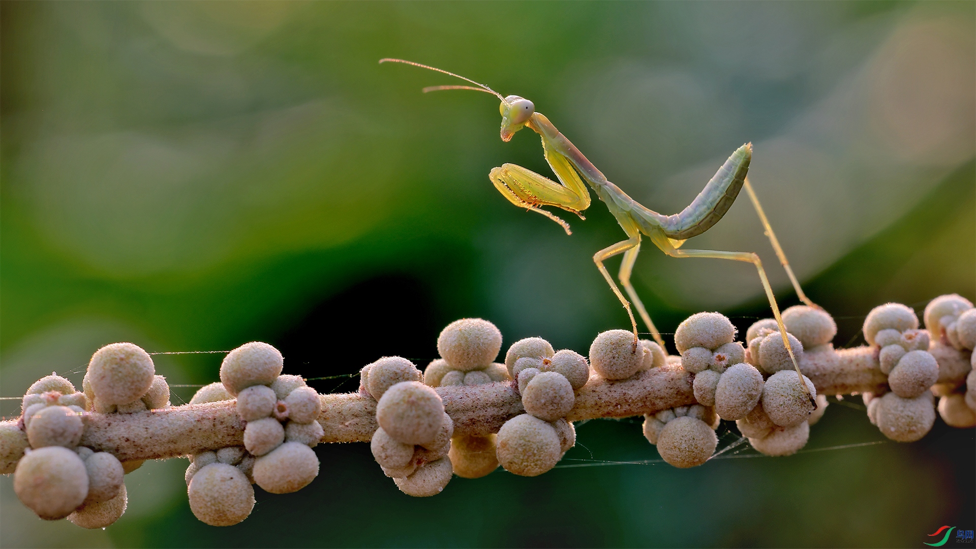 mantis.jpg