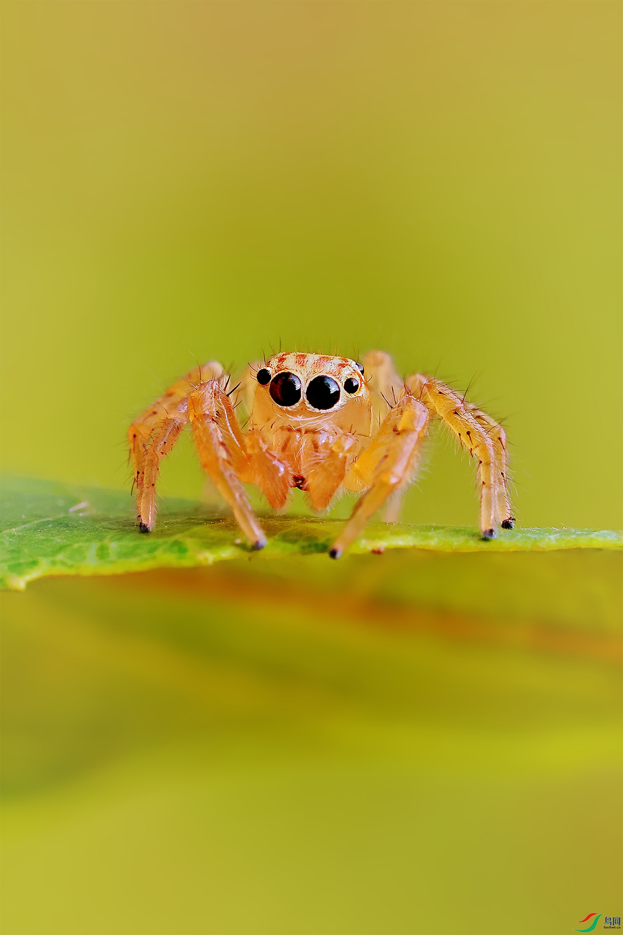 Jumping spider.jpg