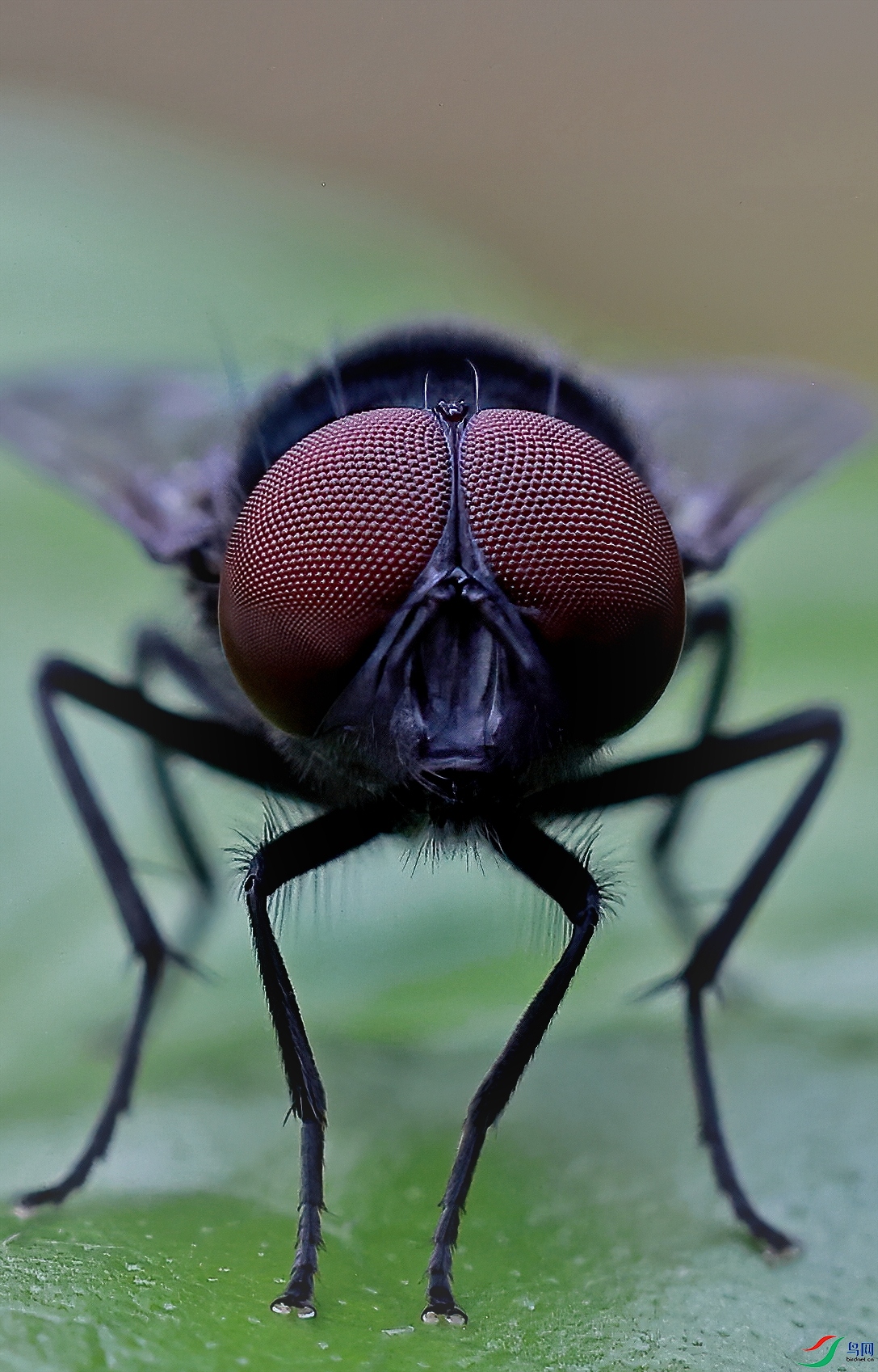 The belly eye of a fly.jpg