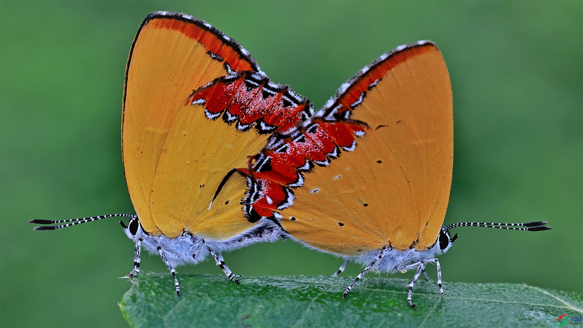 The love of the butterfly.jpg