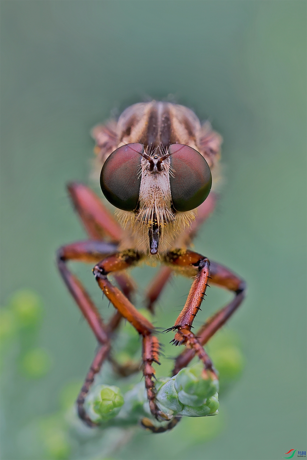 robber flies.jpg