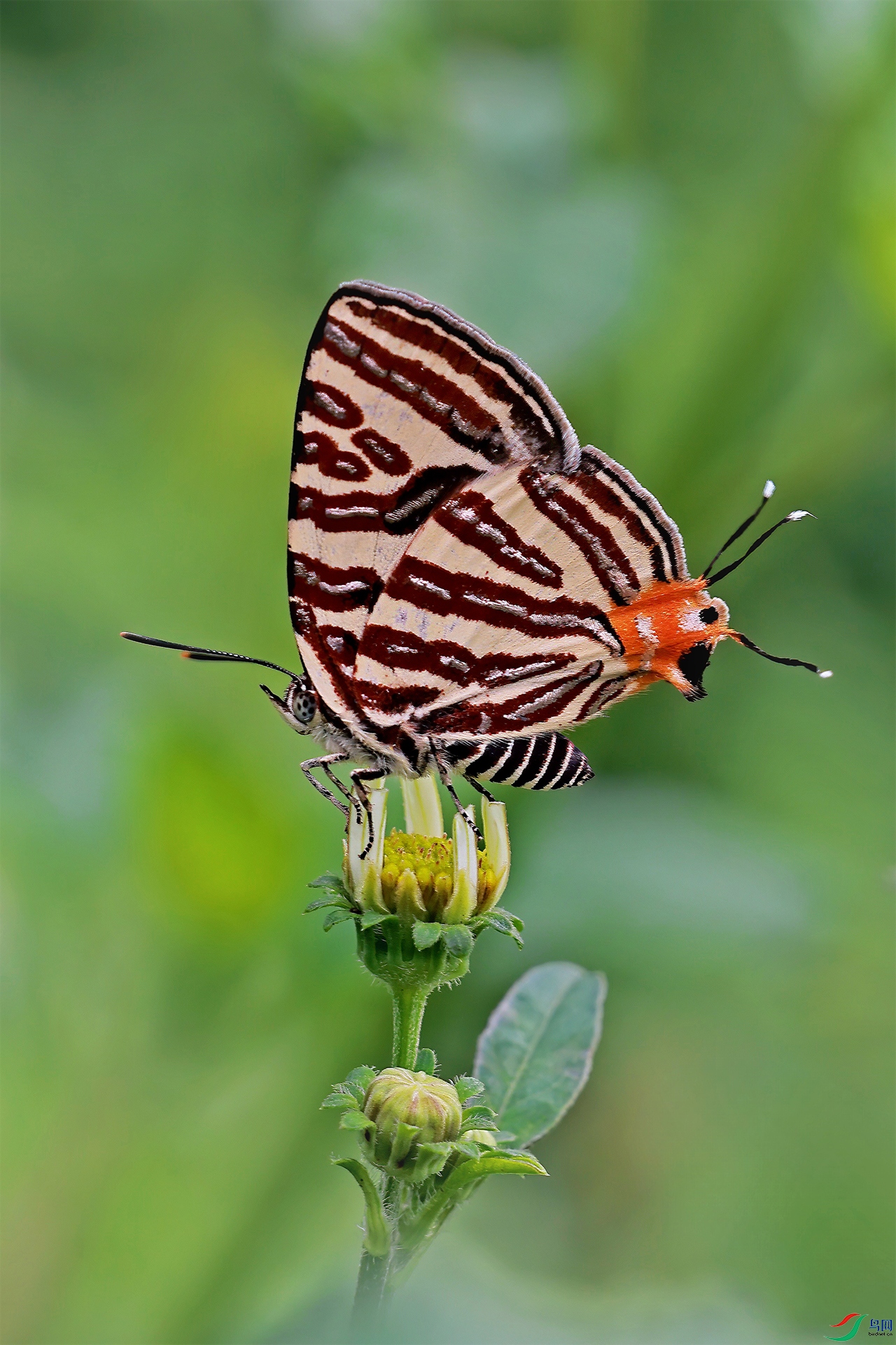 The silver line butterfly.jpg