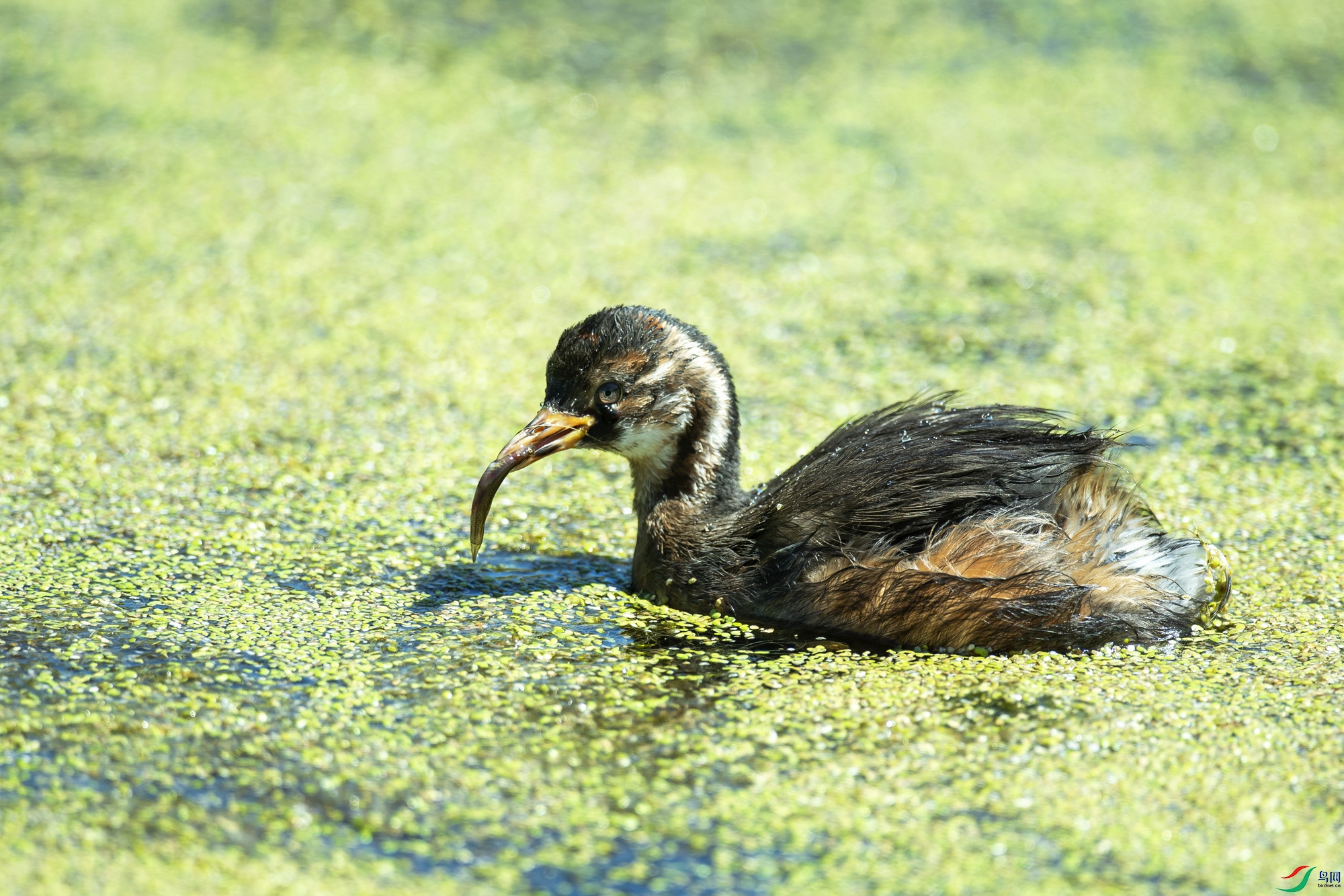 DSC_1564.jpg