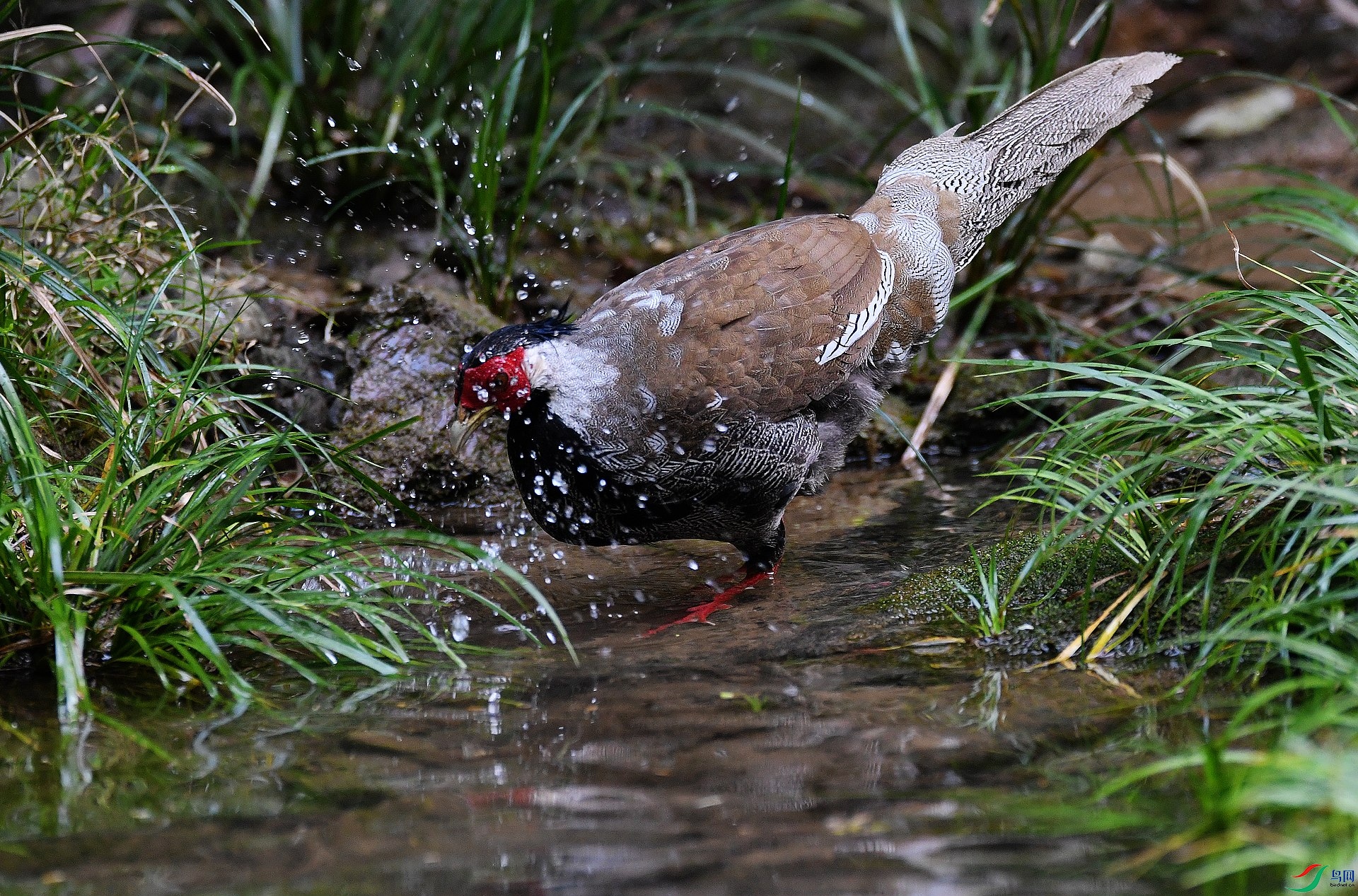 DSC_4878.jpg