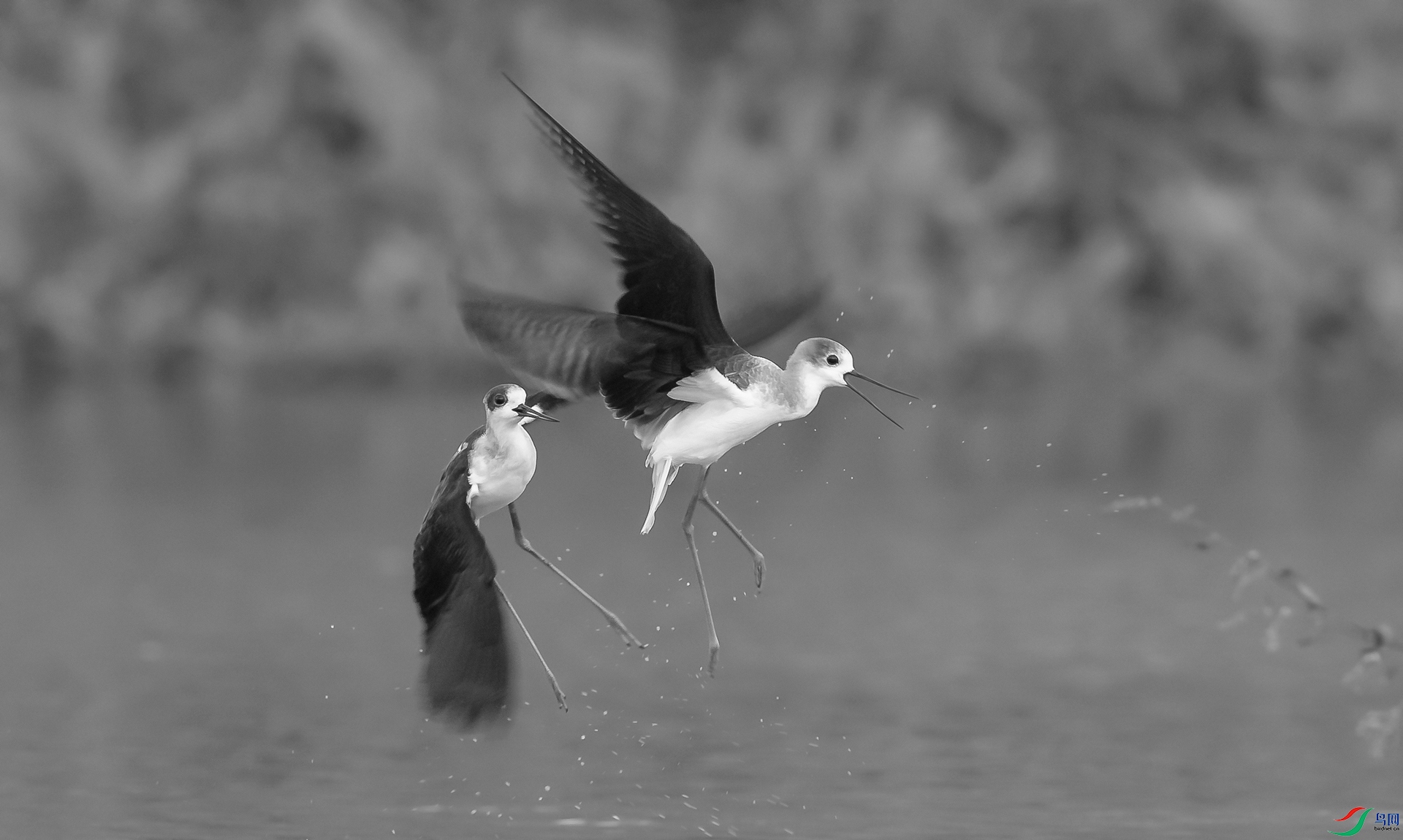 DSC_�ڳ᳤���� - ����.jpg