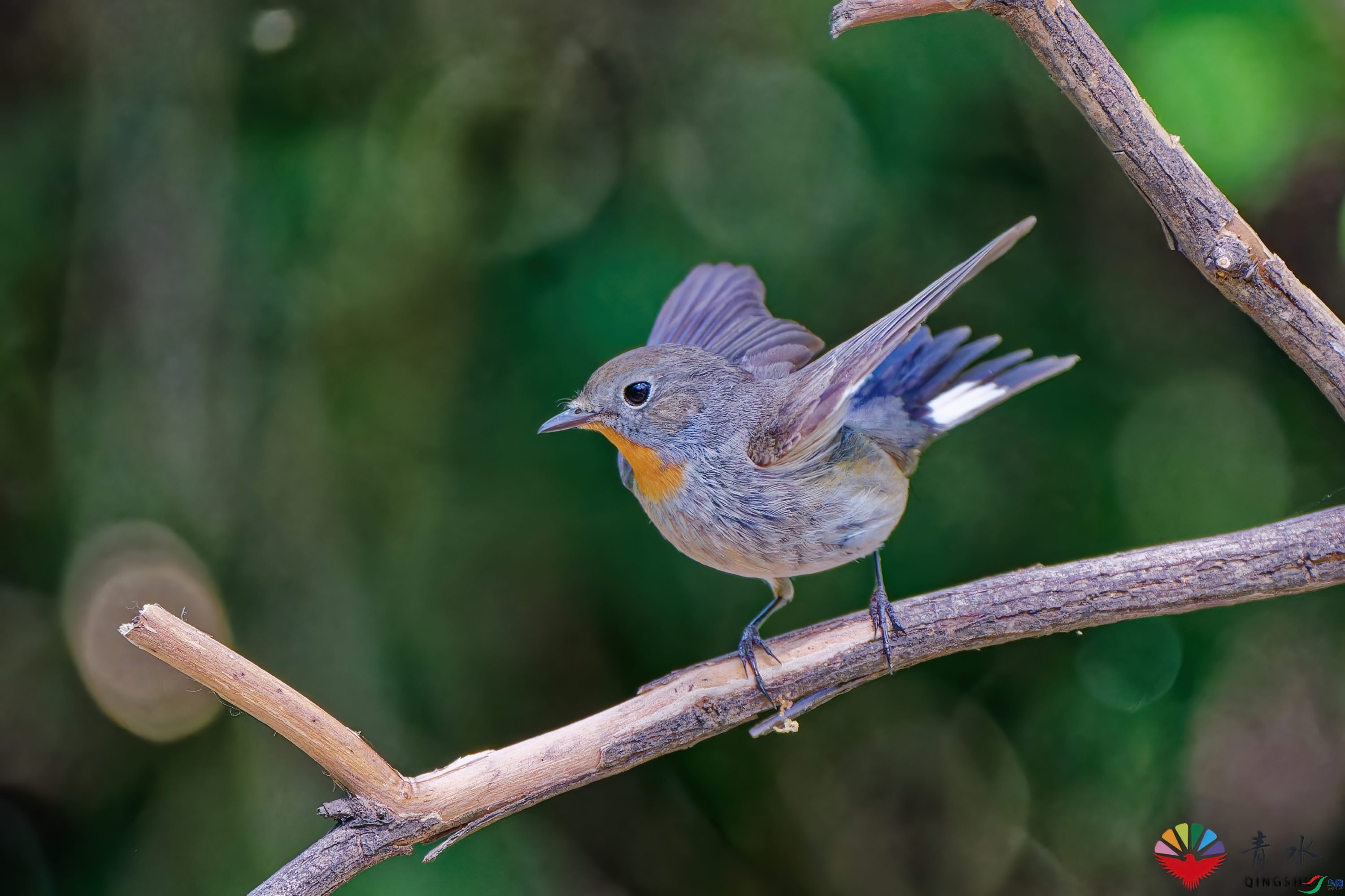 DSC01365_DxO_raw.jpg
