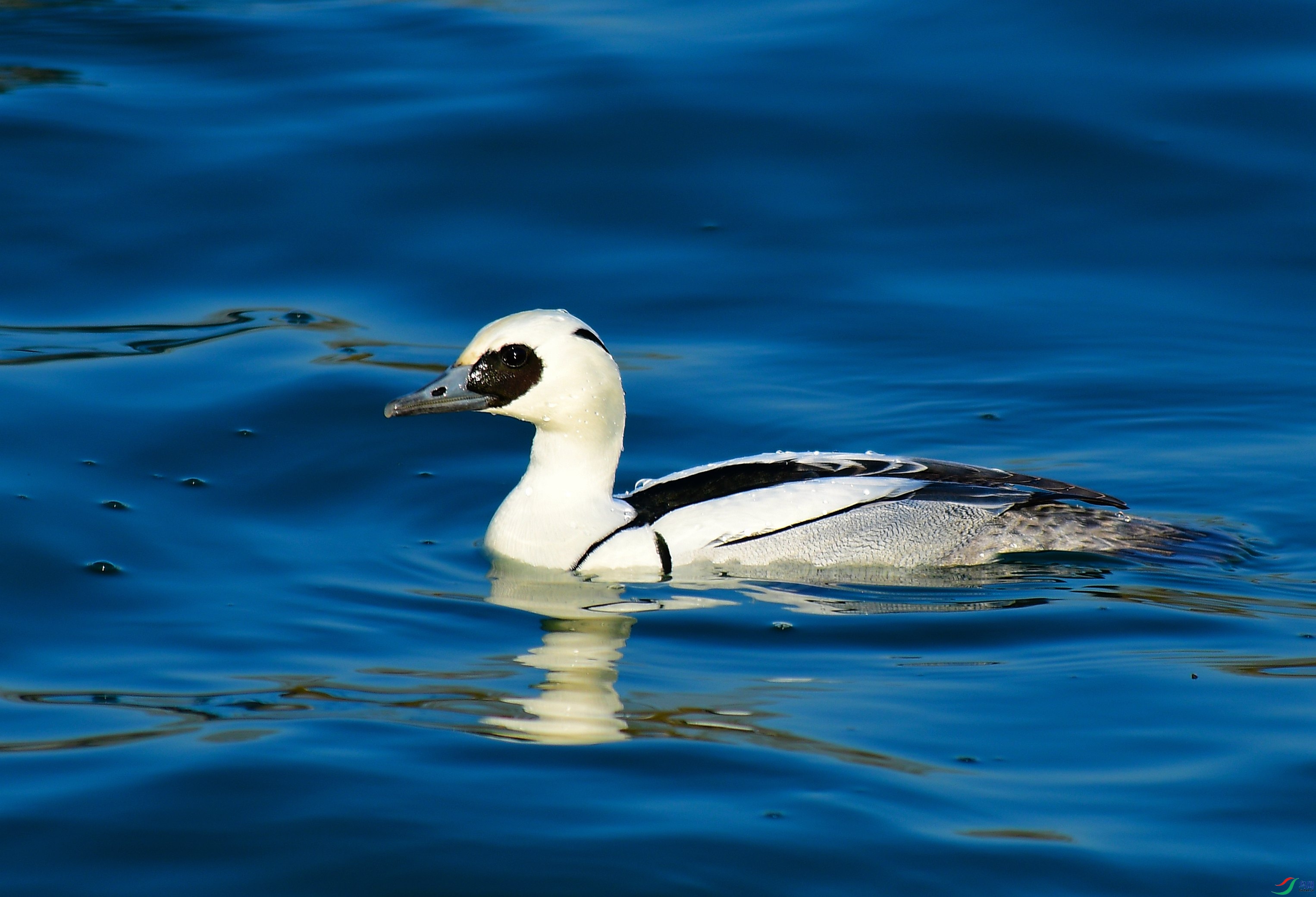 DSC_0700.JPG