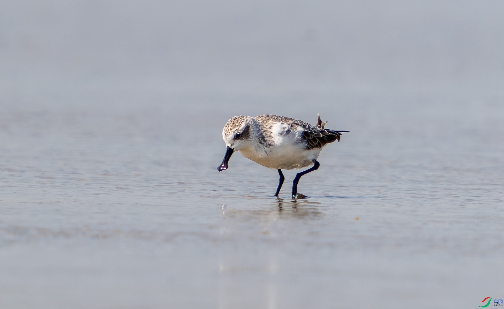 DSC_7500-1.jpg