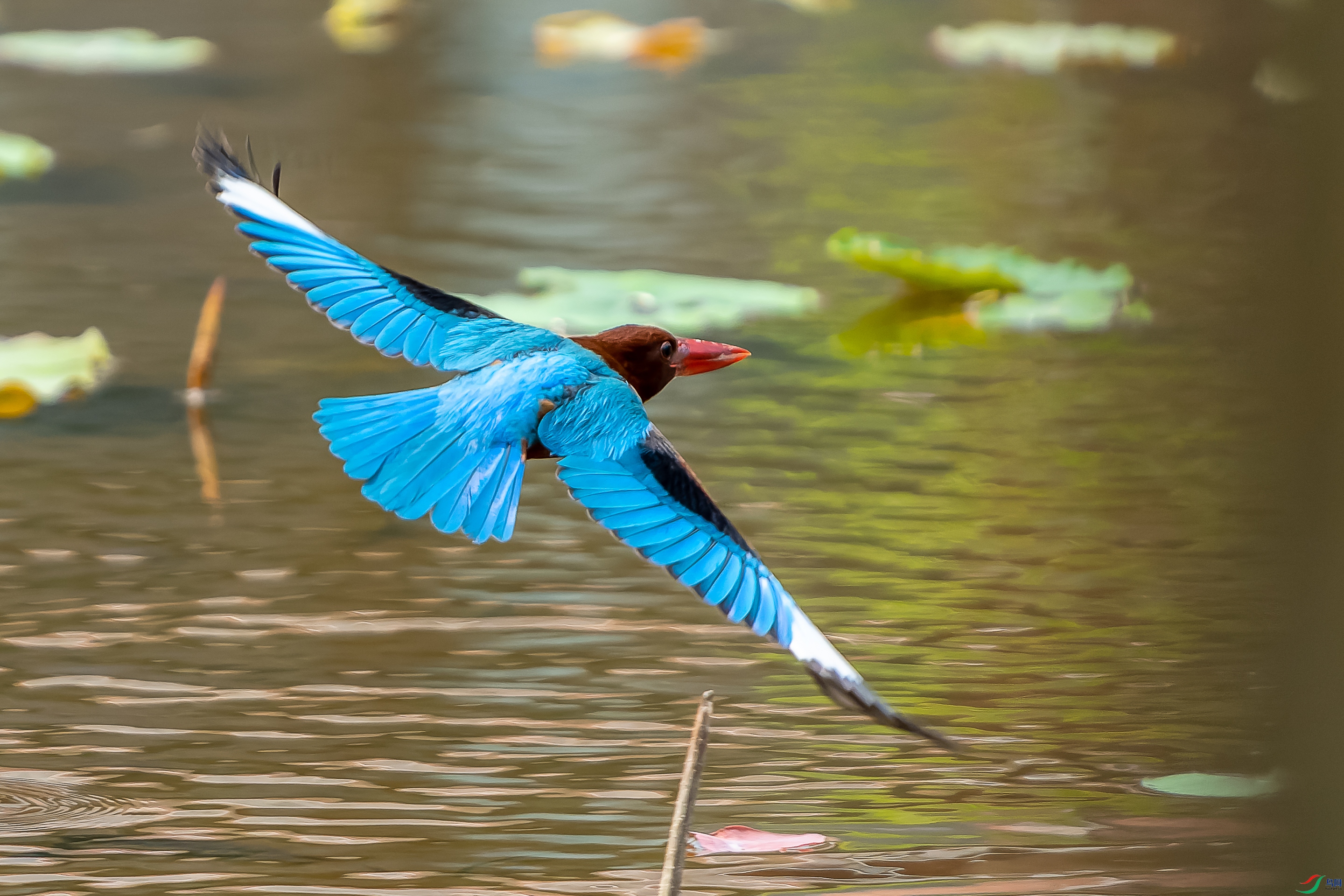 DSC01560-1.jpg