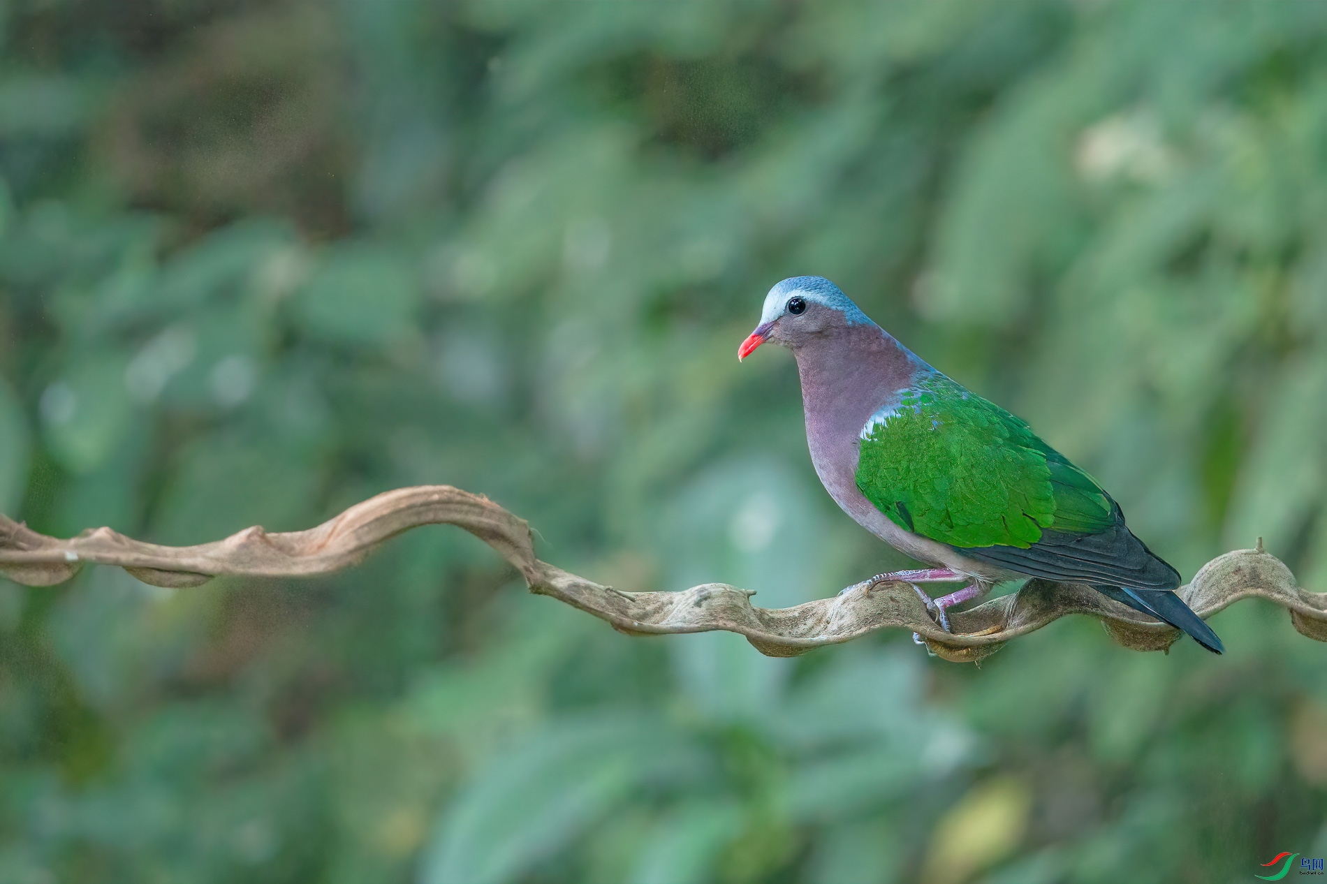 a_64393-1.jpg