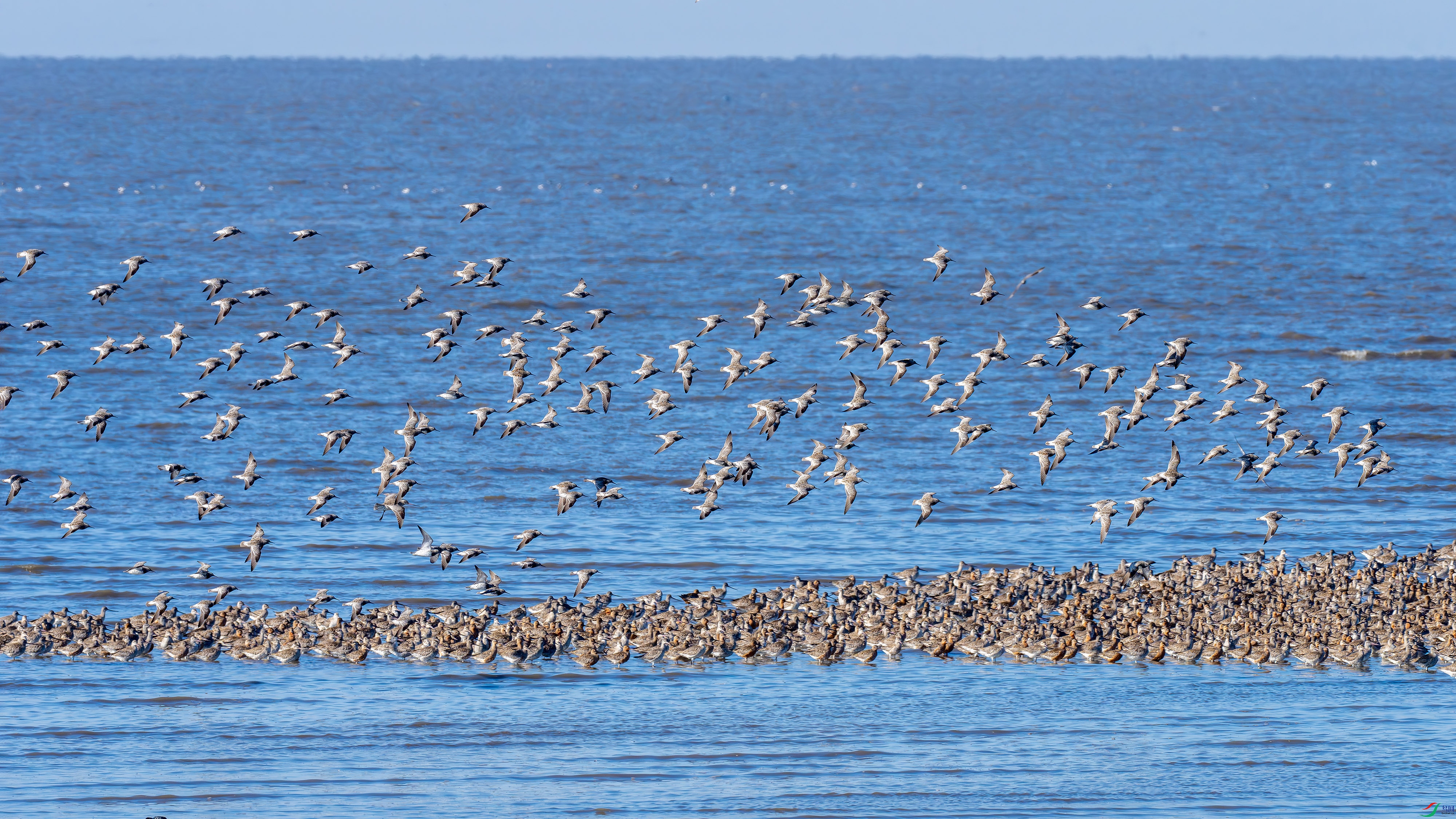 _DSC0491- ����.jpg