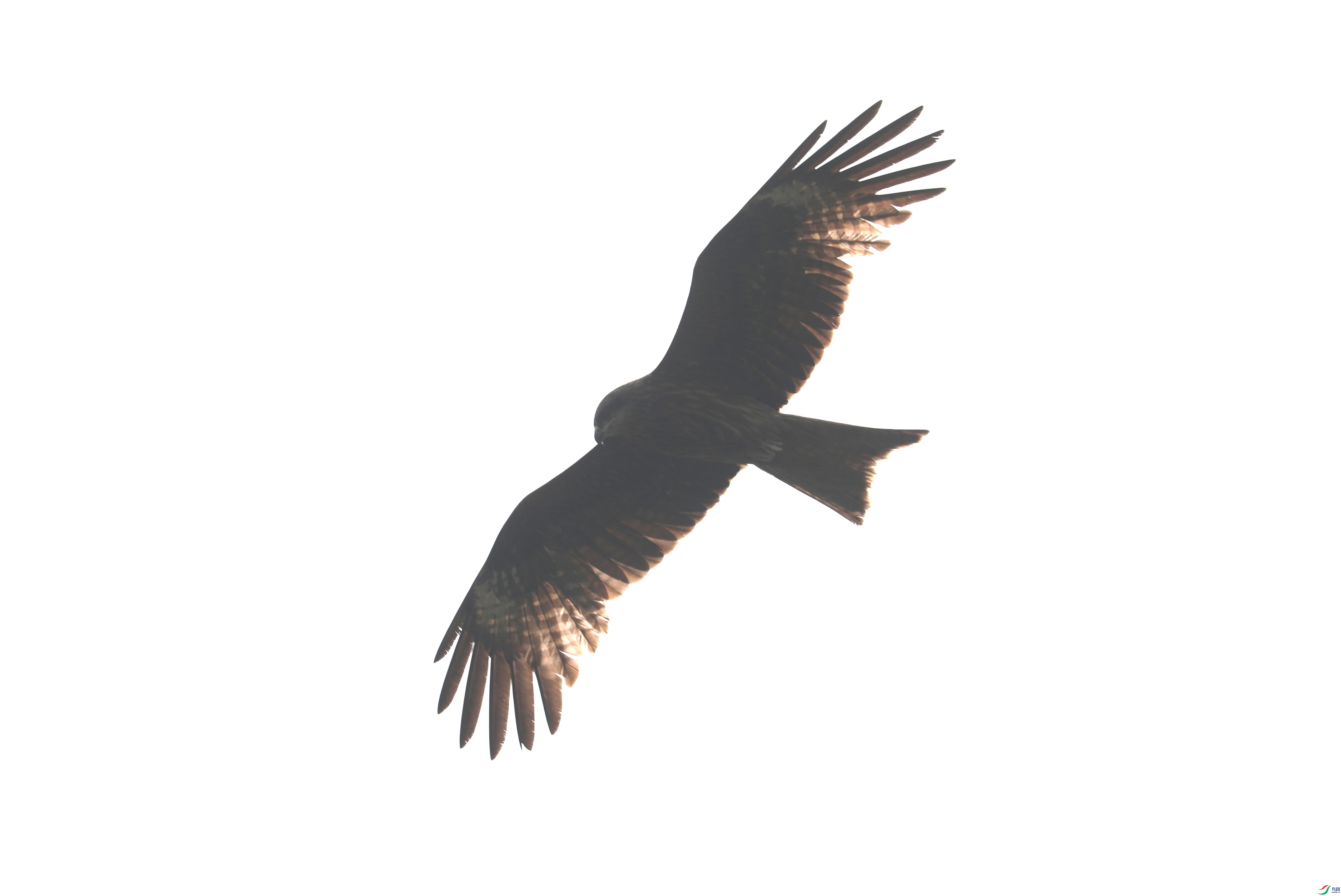 BL7A3725.JPG