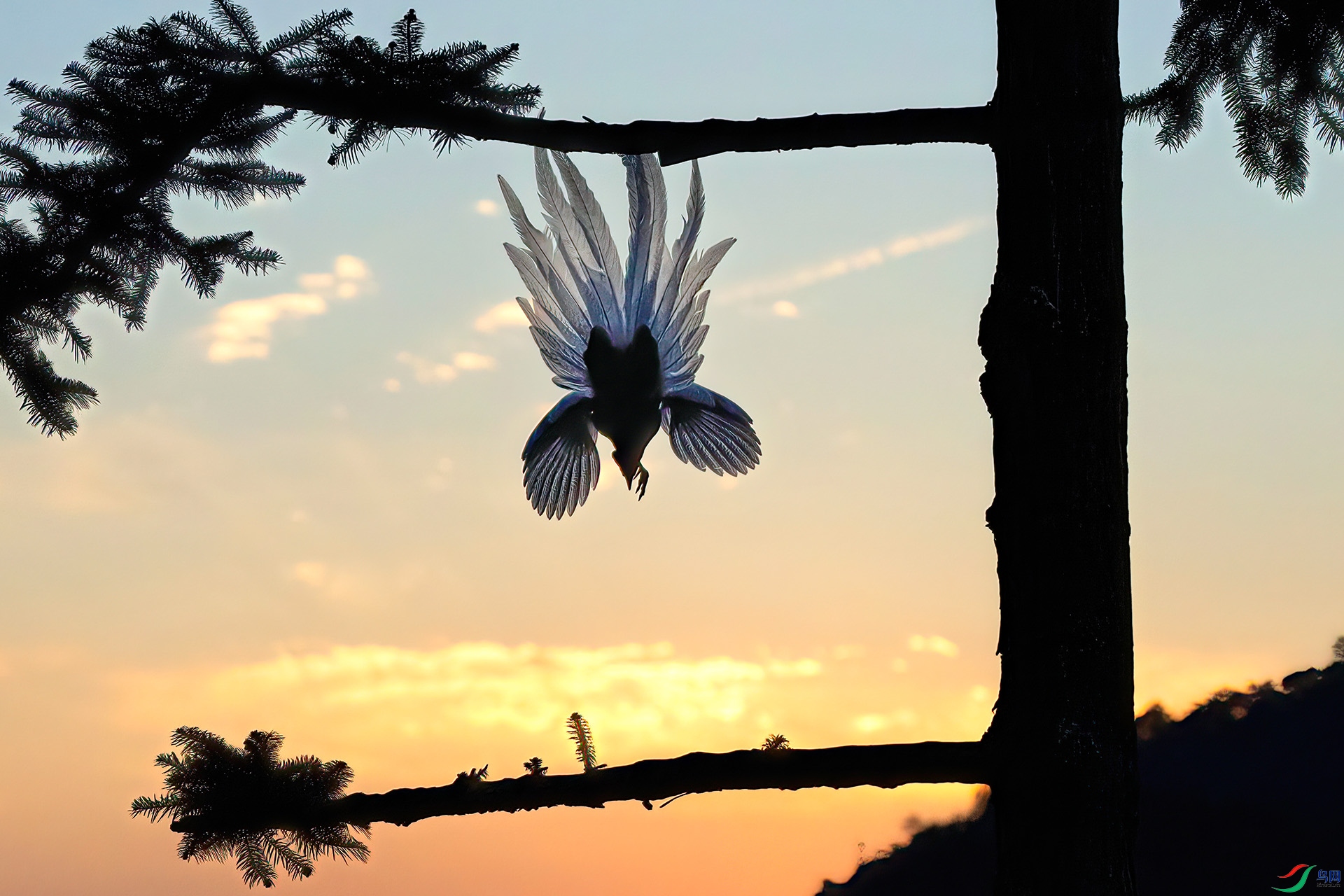 060A1185 ����-Sha---1 .jpg