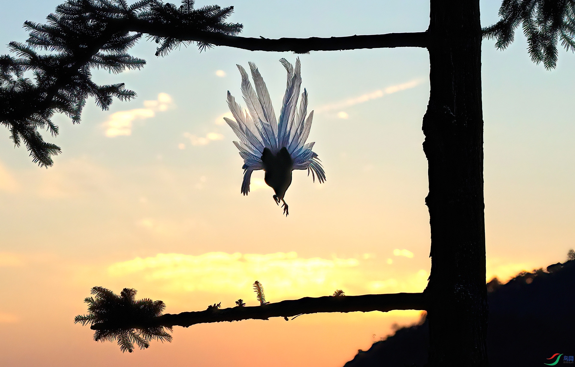 060A1186 ����-Sha---1 .jpg